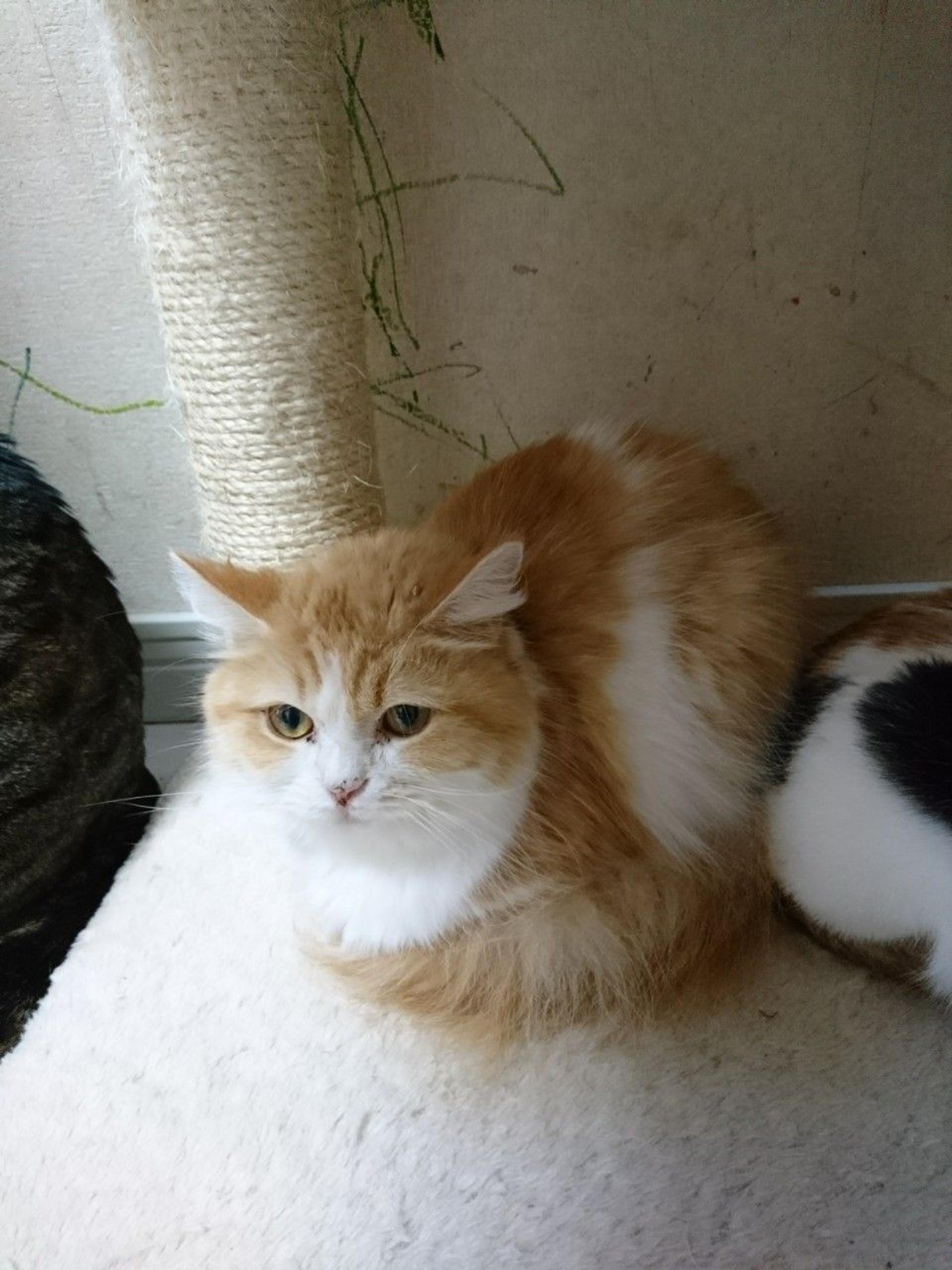 pet-image-8