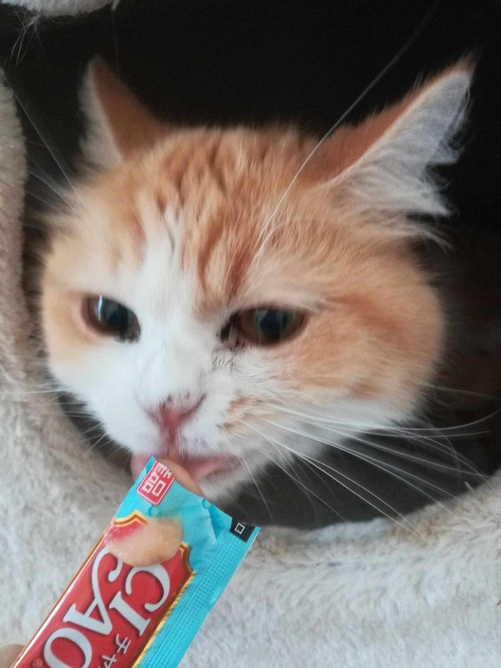 pet-image-9