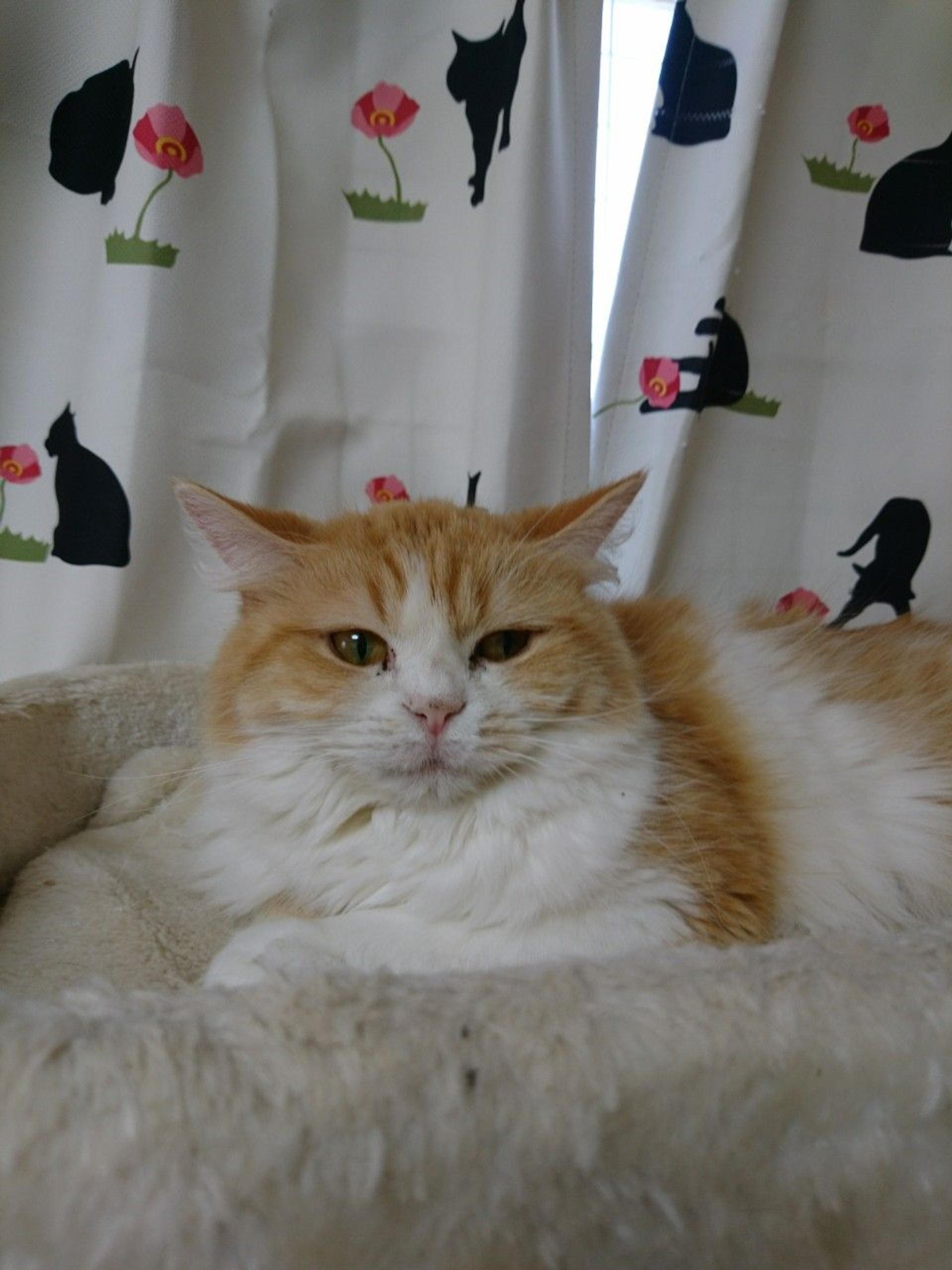 pet-image-10