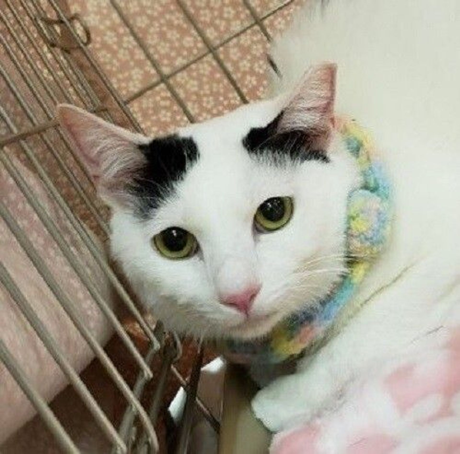 雑種（ミックス猫）・メスの里親募集の写真