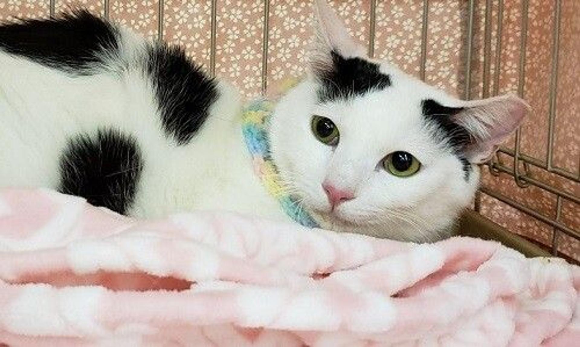pet-image-2