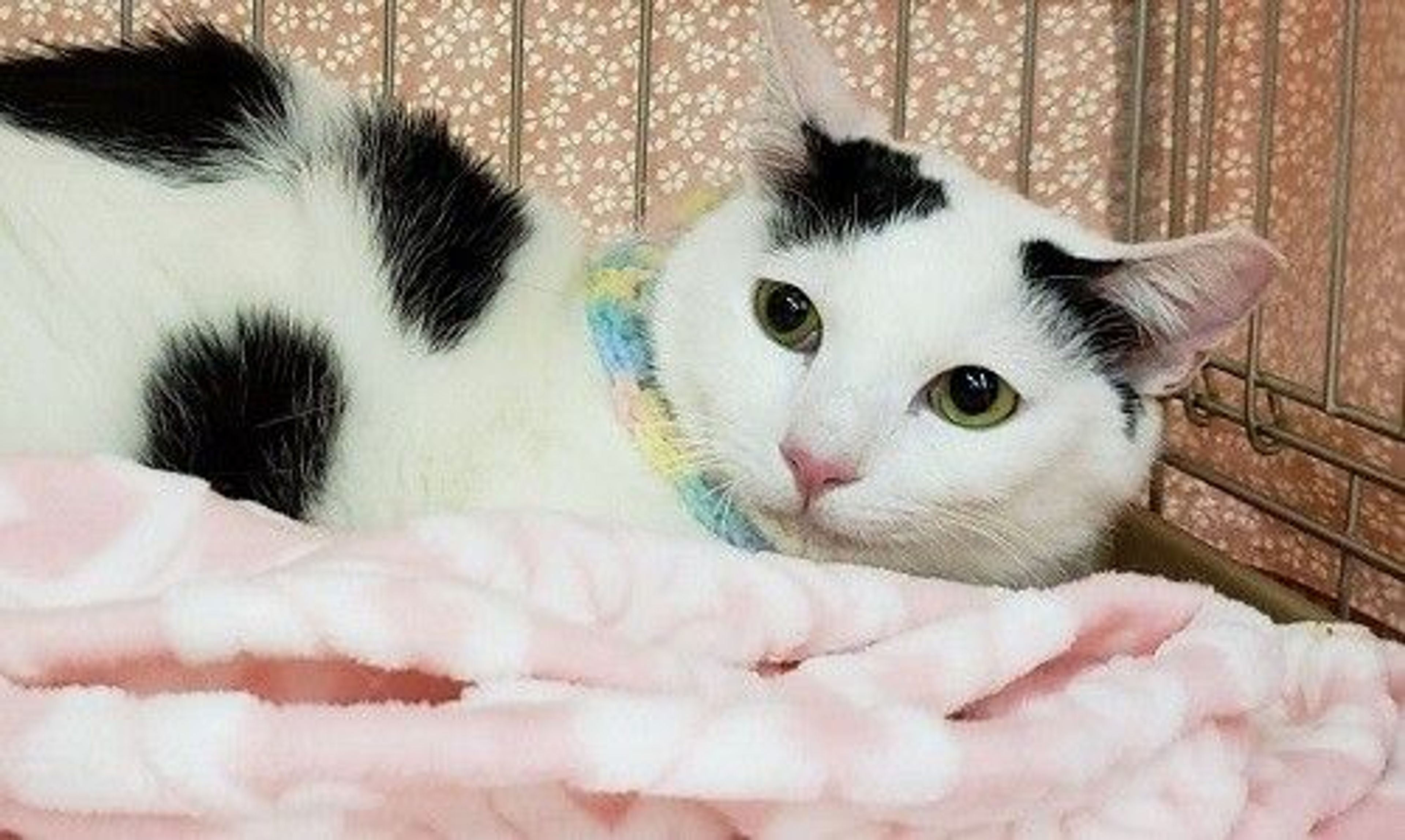 pet-image-2