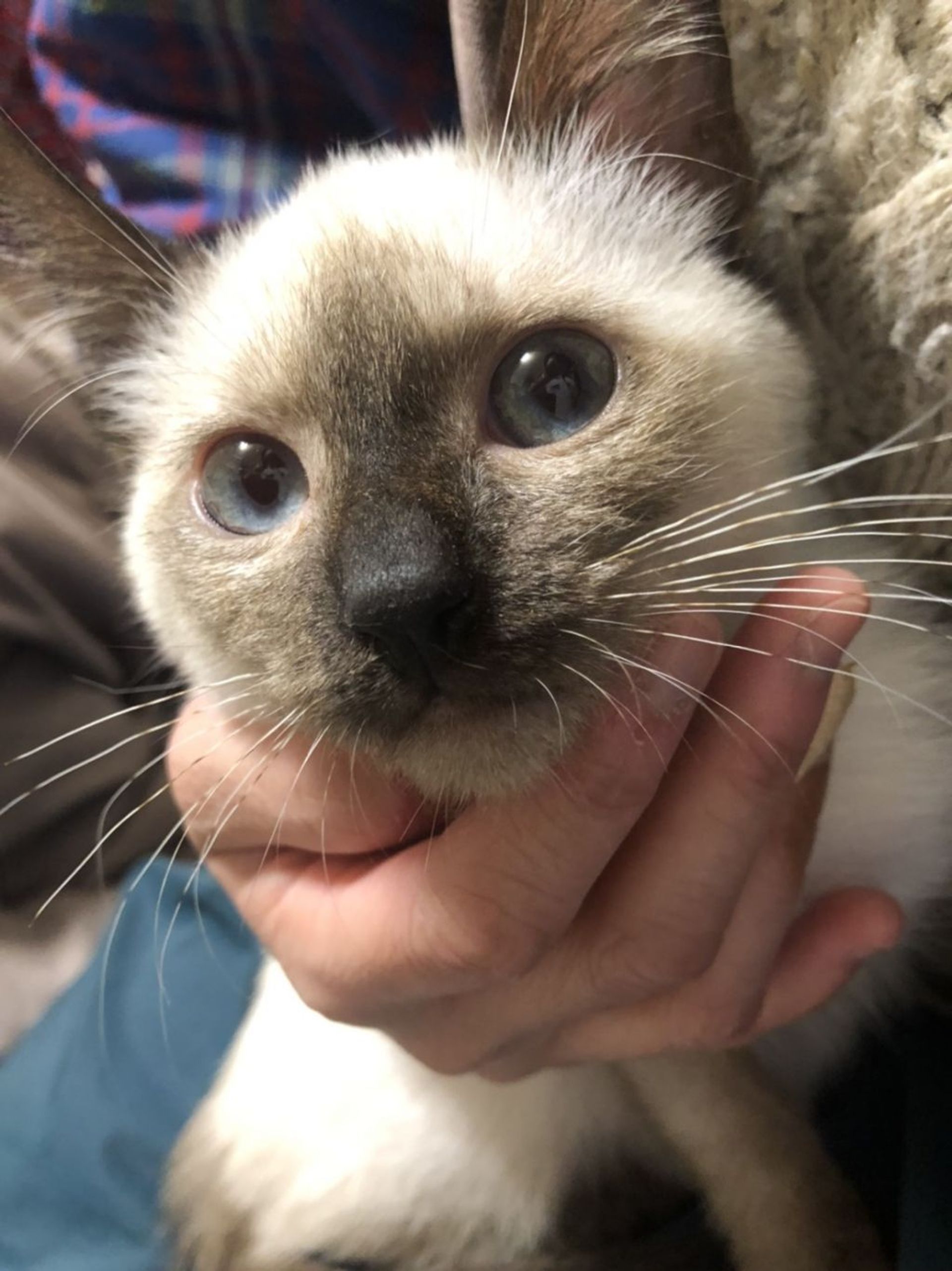 雑種（ミックス猫）・オスの里親募集の写真