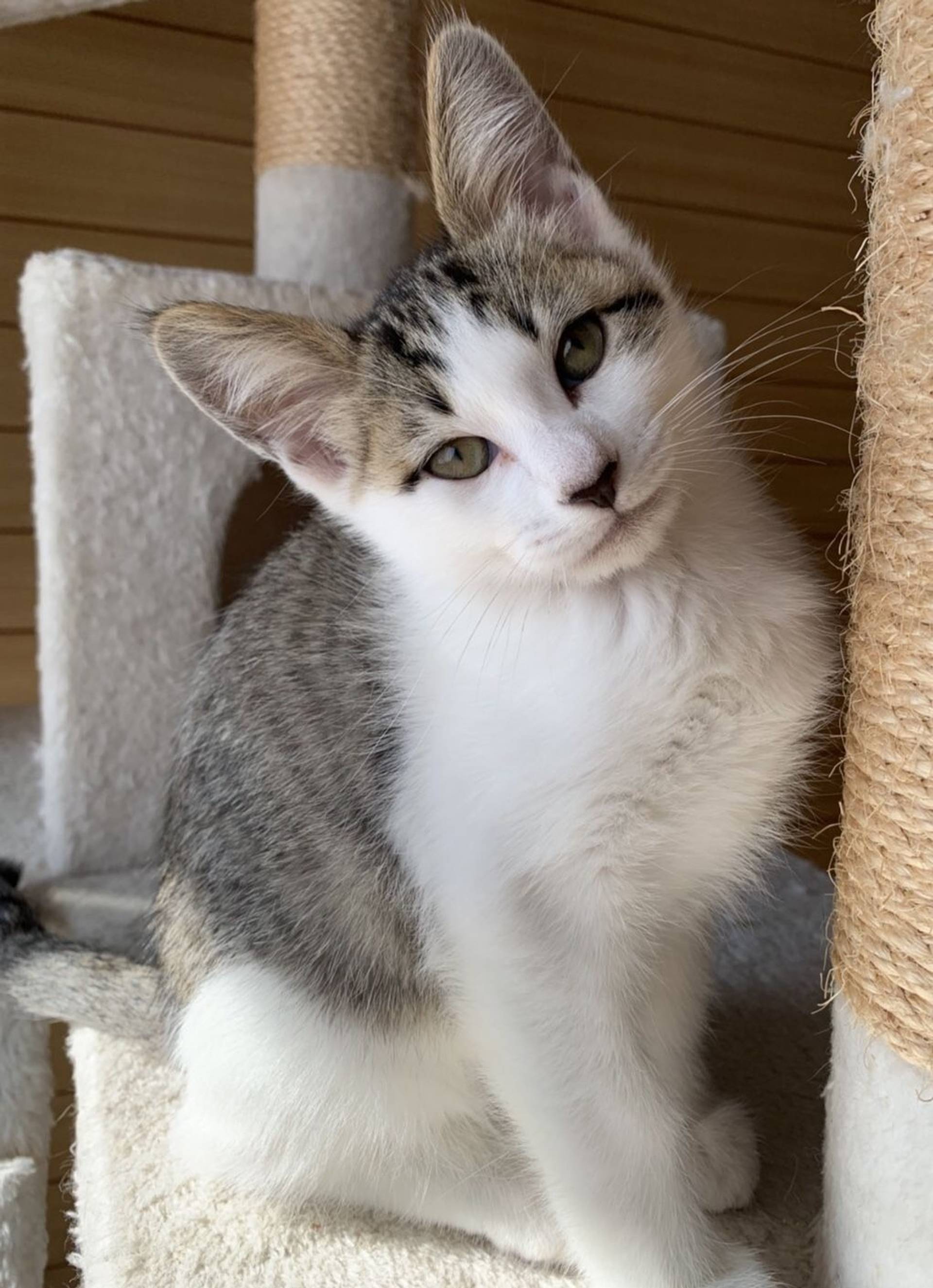 雑種（ミックス猫）・オスの里親募集の写真