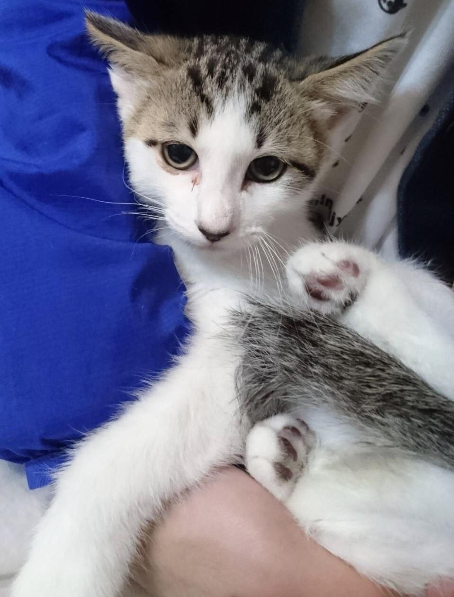 pet-image-4