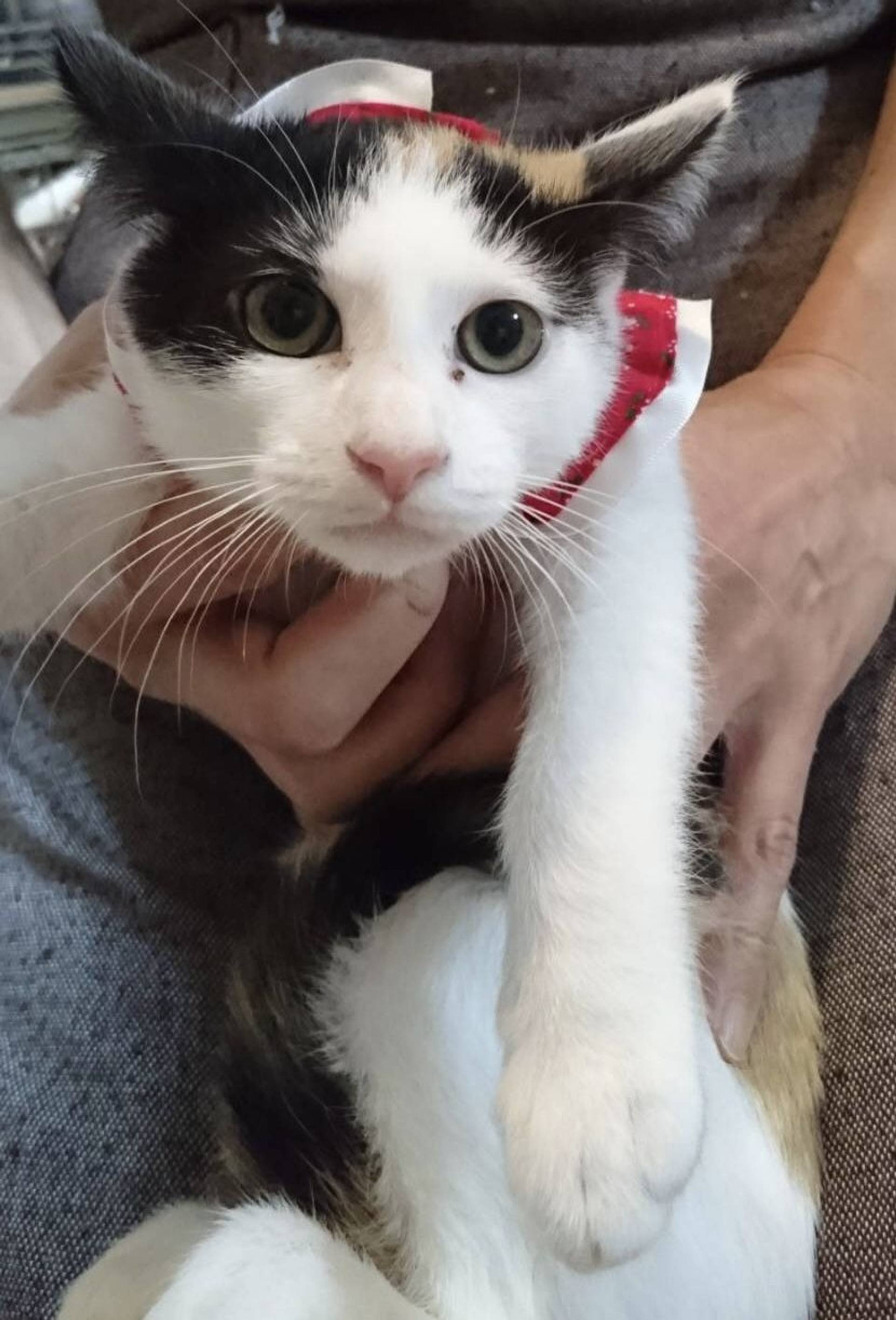 雑種（ミックス猫）・メスの里親募集の写真