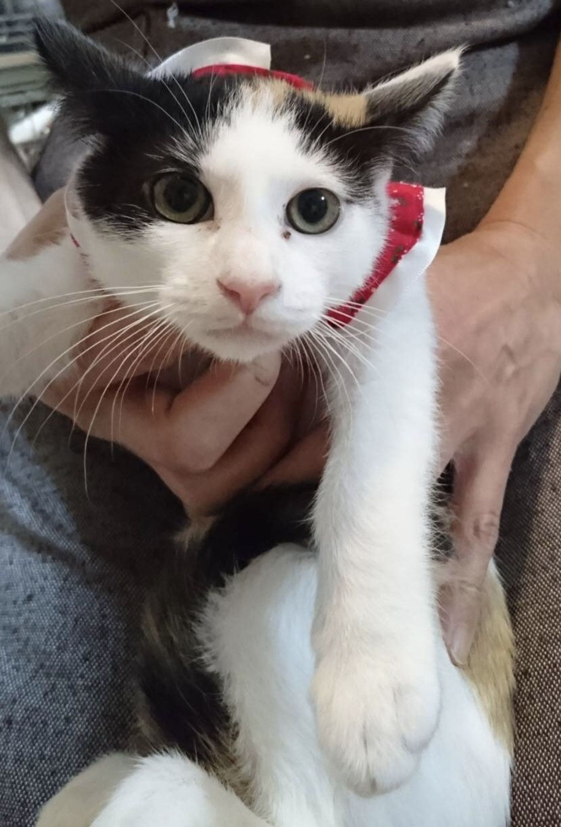 雑種（ミックス猫）・メスの里親募集の写真