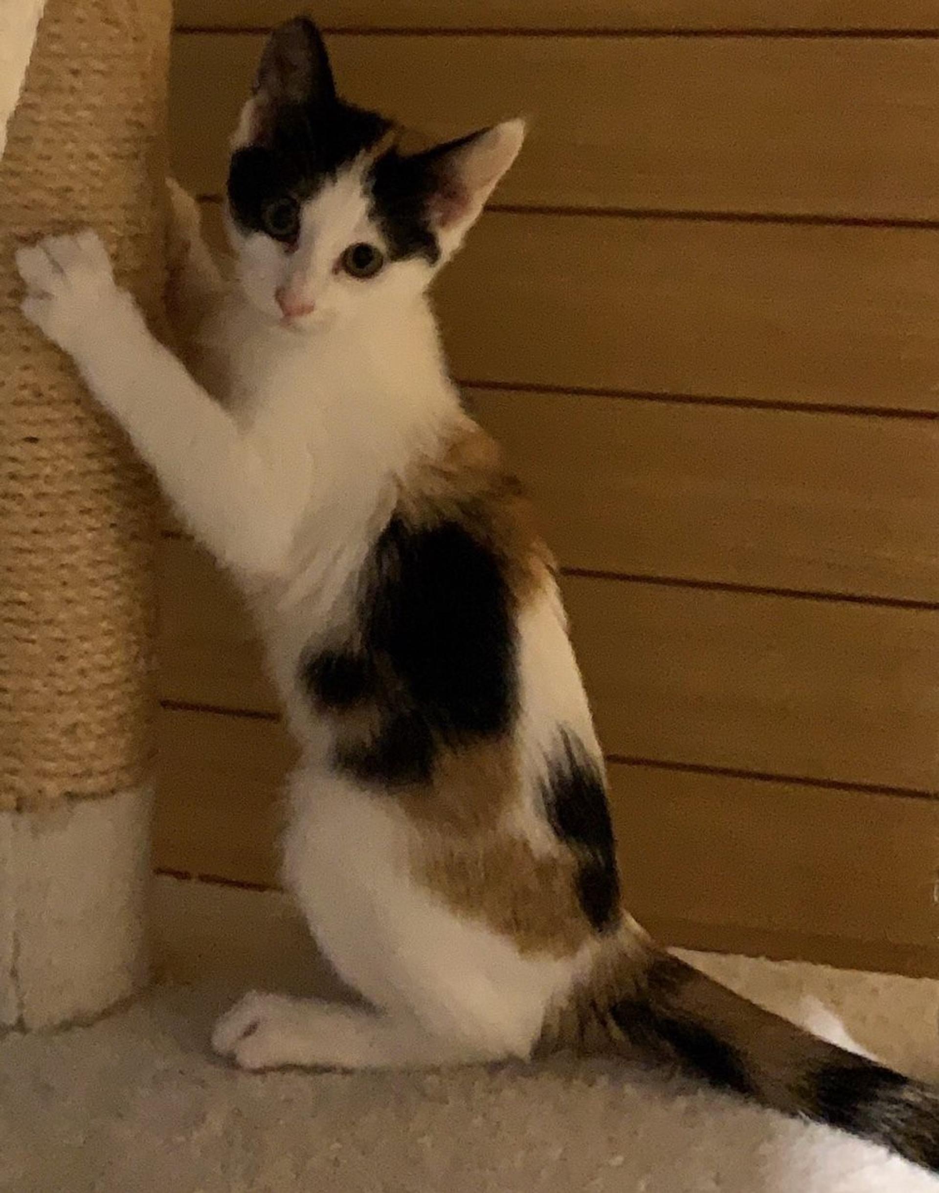 pet-image-5