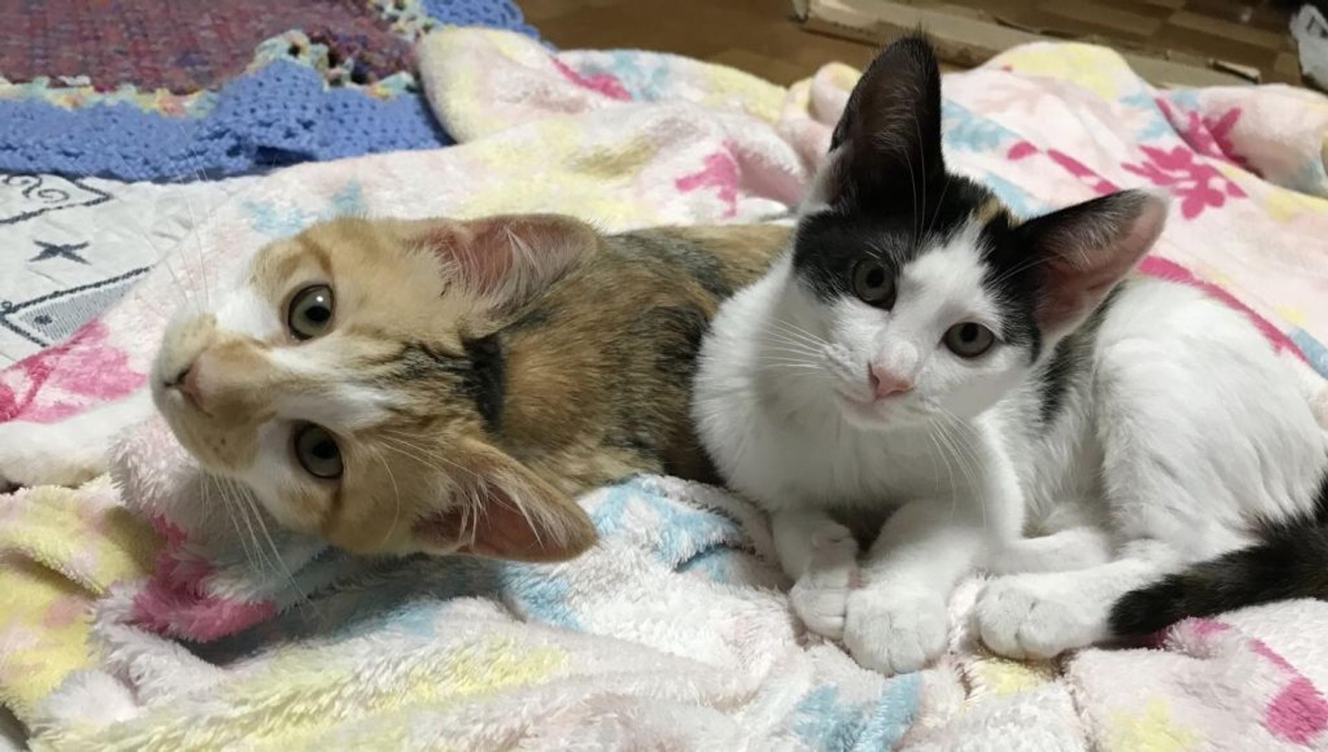 pet-image-9