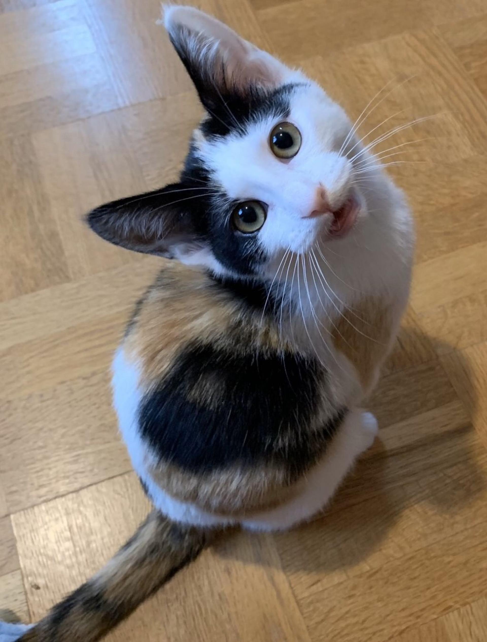 pet-image-4