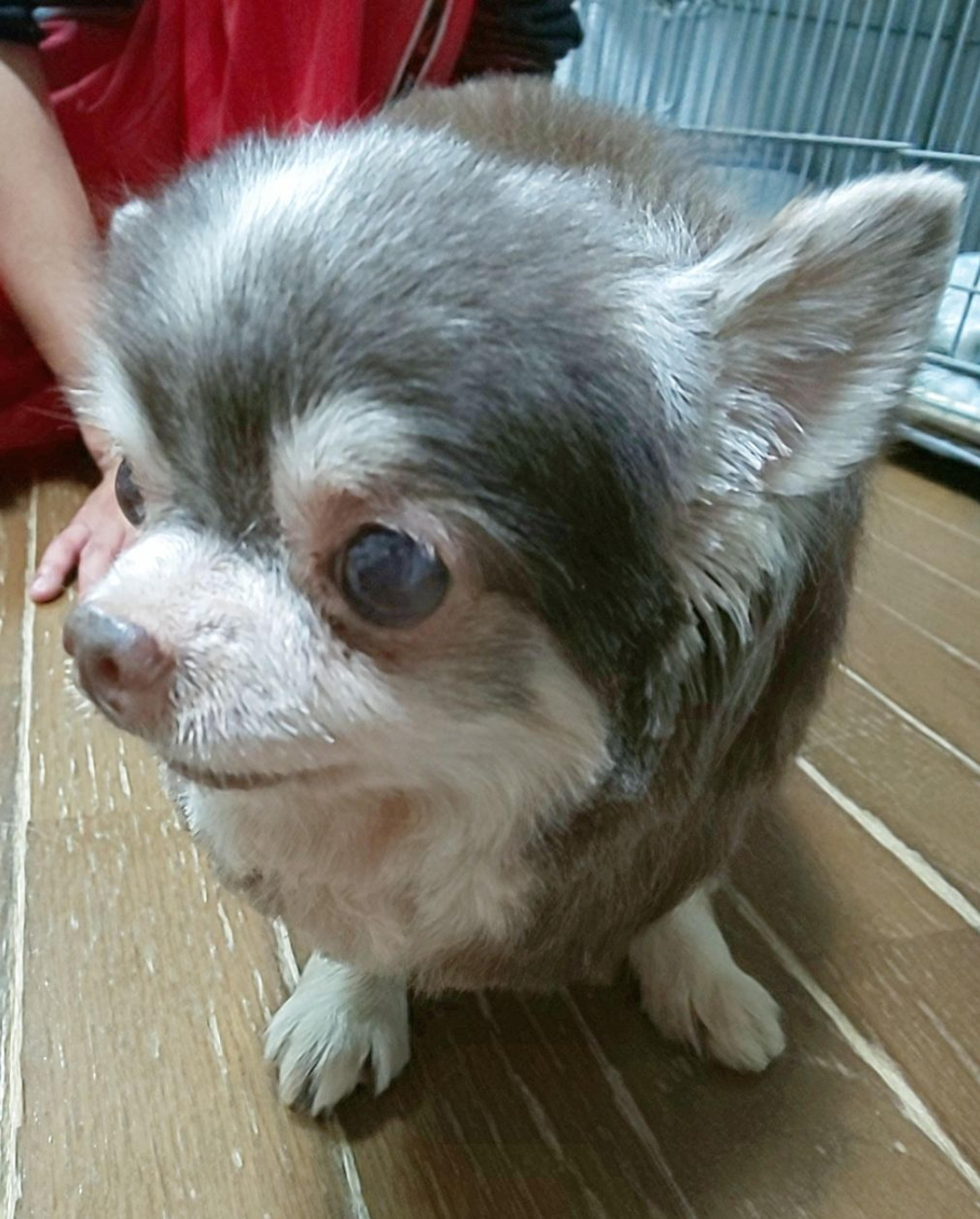 pet-image-3