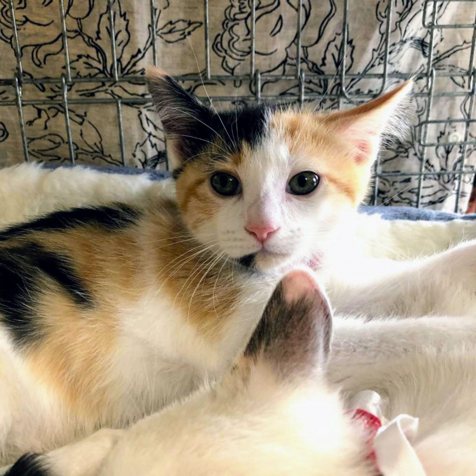 pet-image-4