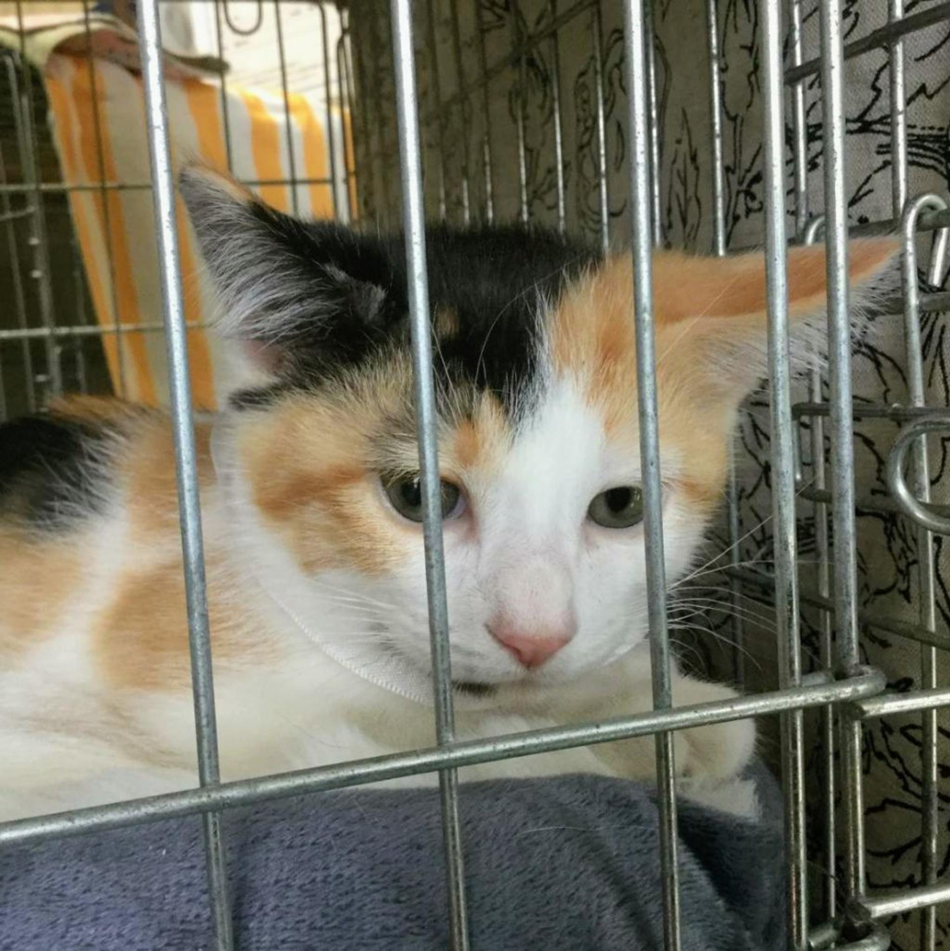 pet-image-5