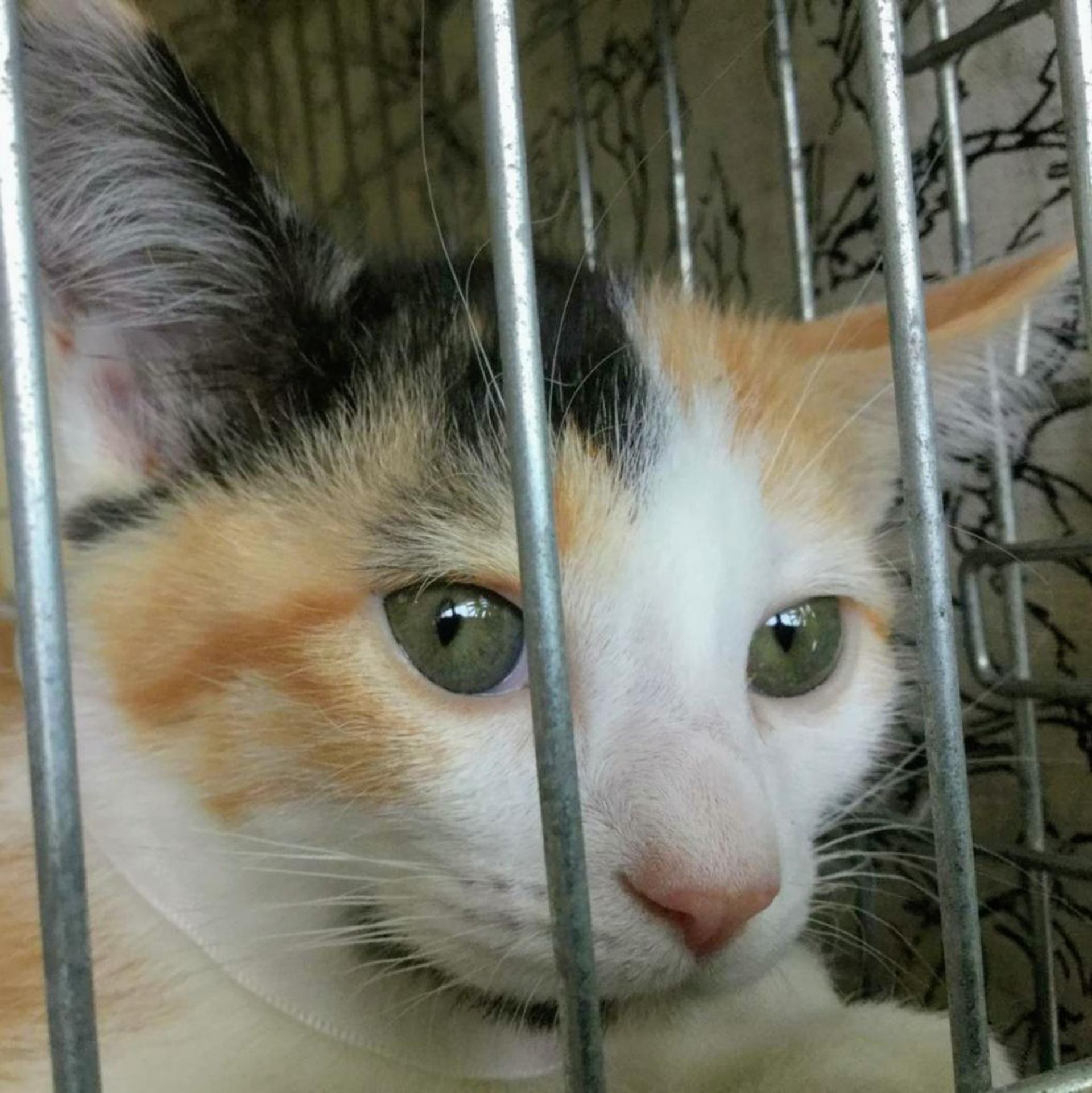 pet-image-6