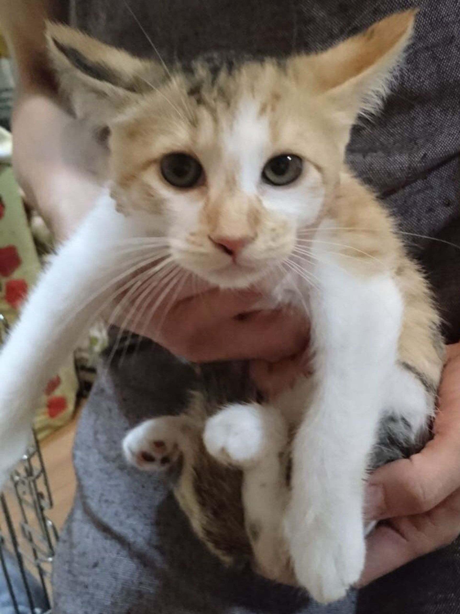 雑種（ミックス猫）・メスの里親募集の写真
