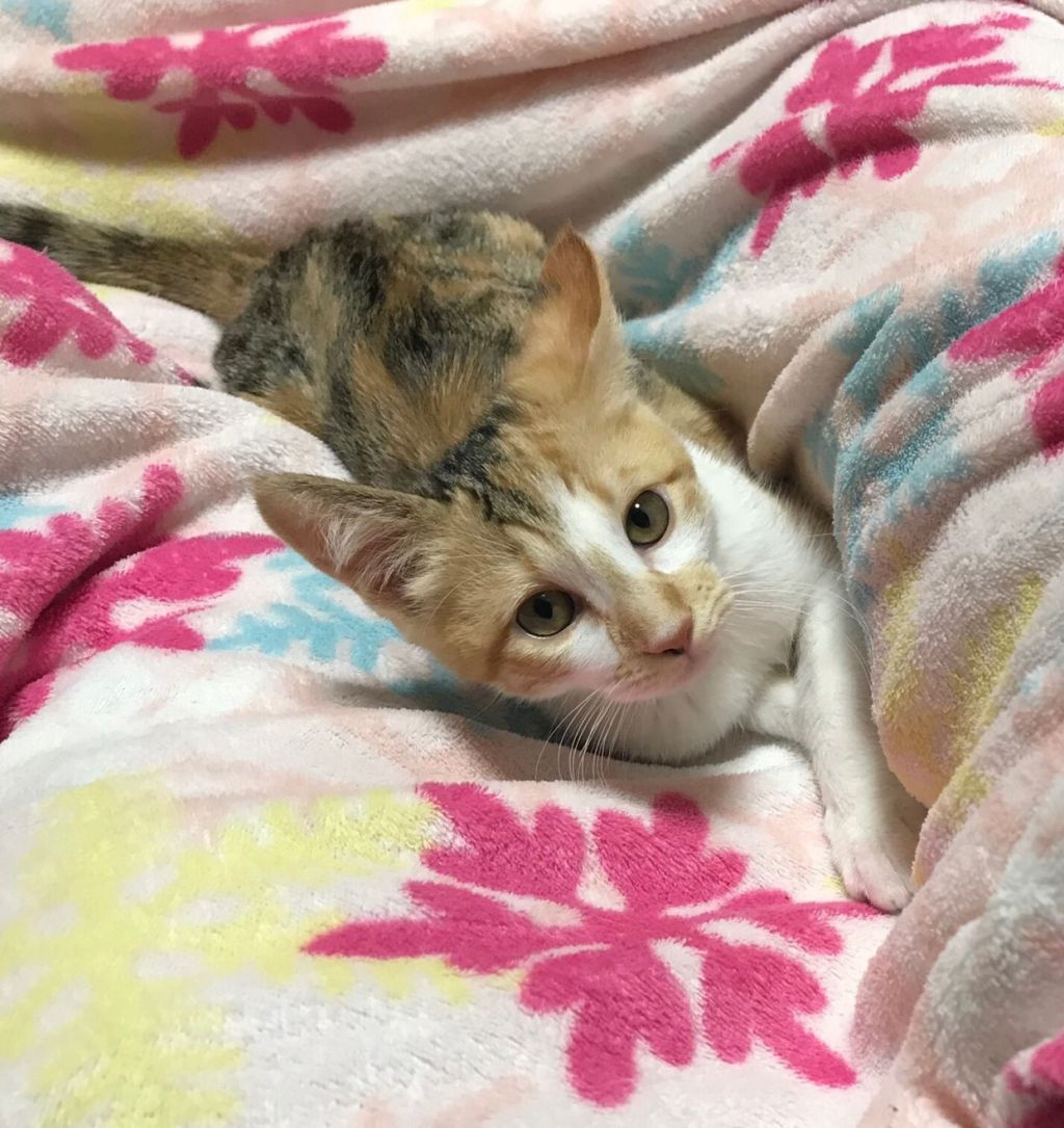雑種（ミックス猫）・メスの里親募集の写真