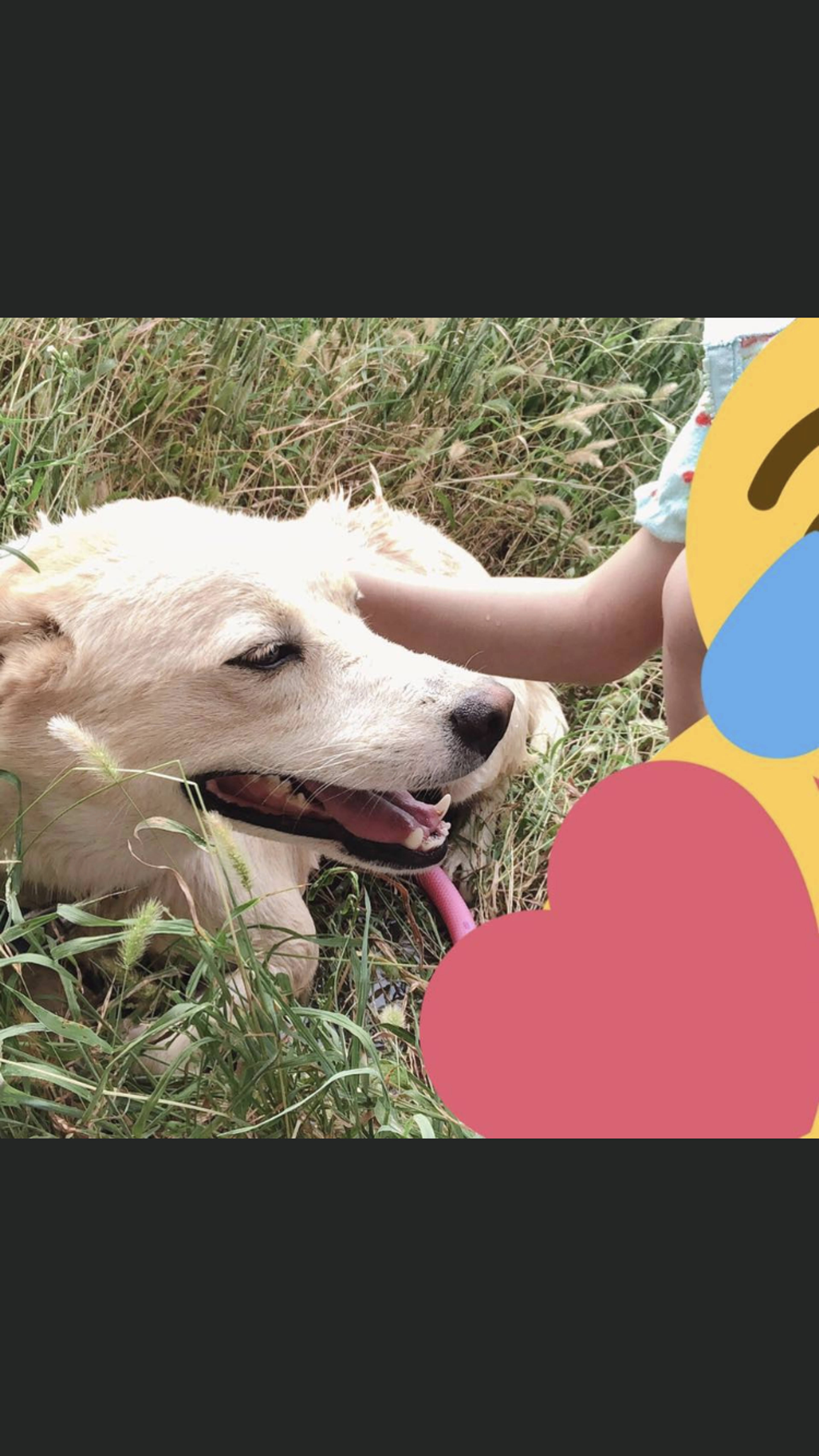 雑種（ミックス犬）・オスの里親募集の写真
