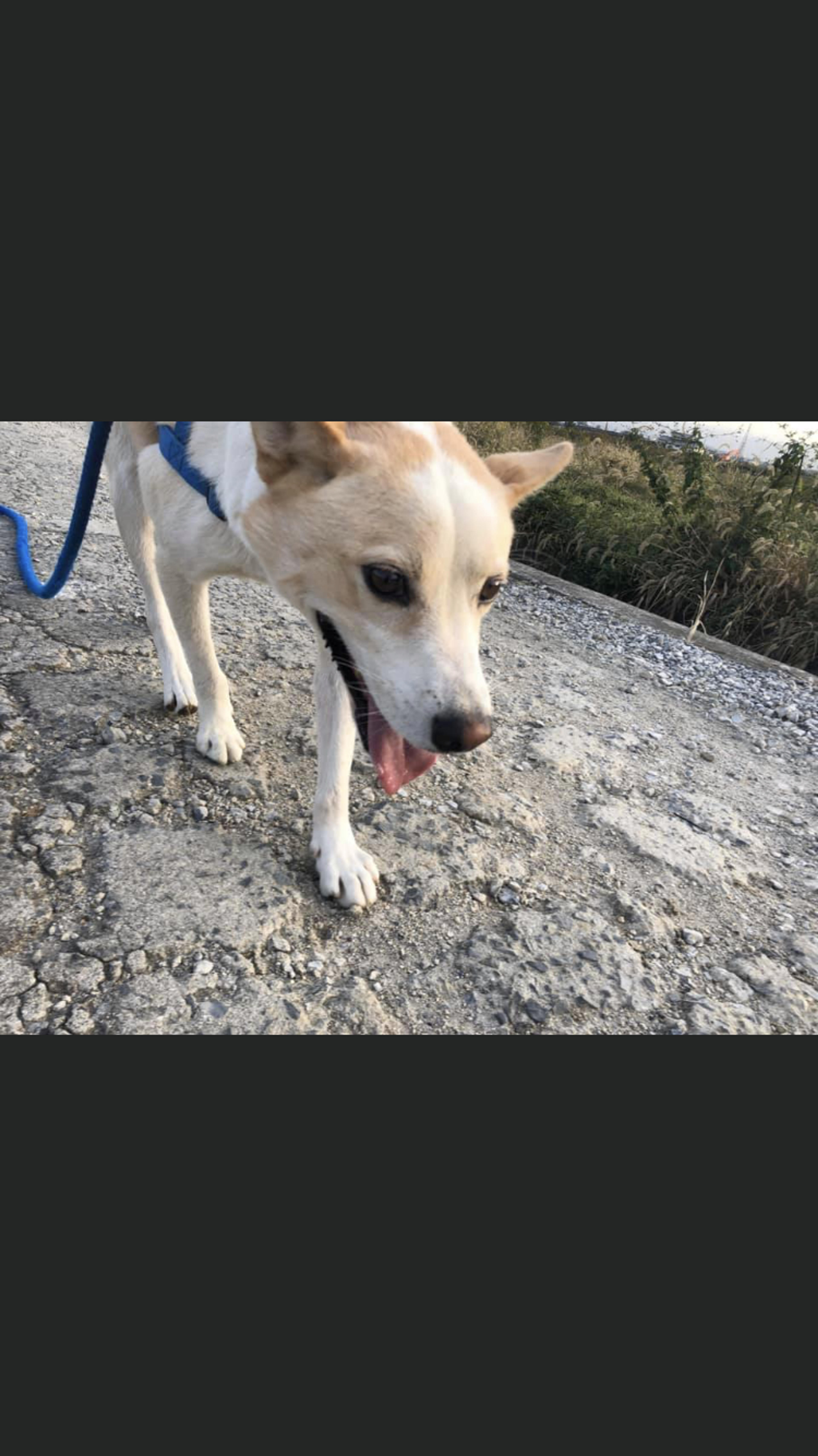 pet-image-2