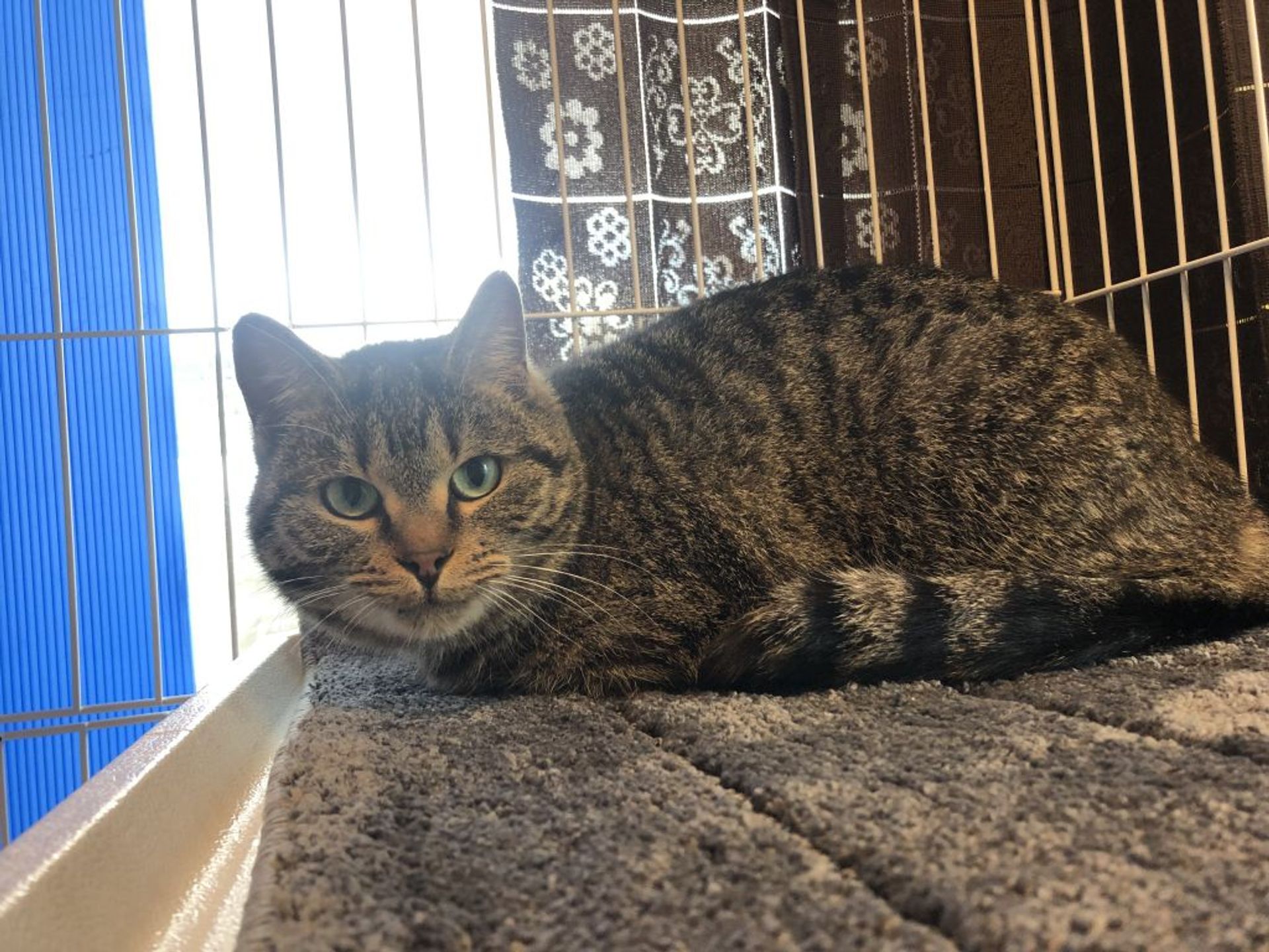 雑種（ミックス猫）・メスの里親募集の写真