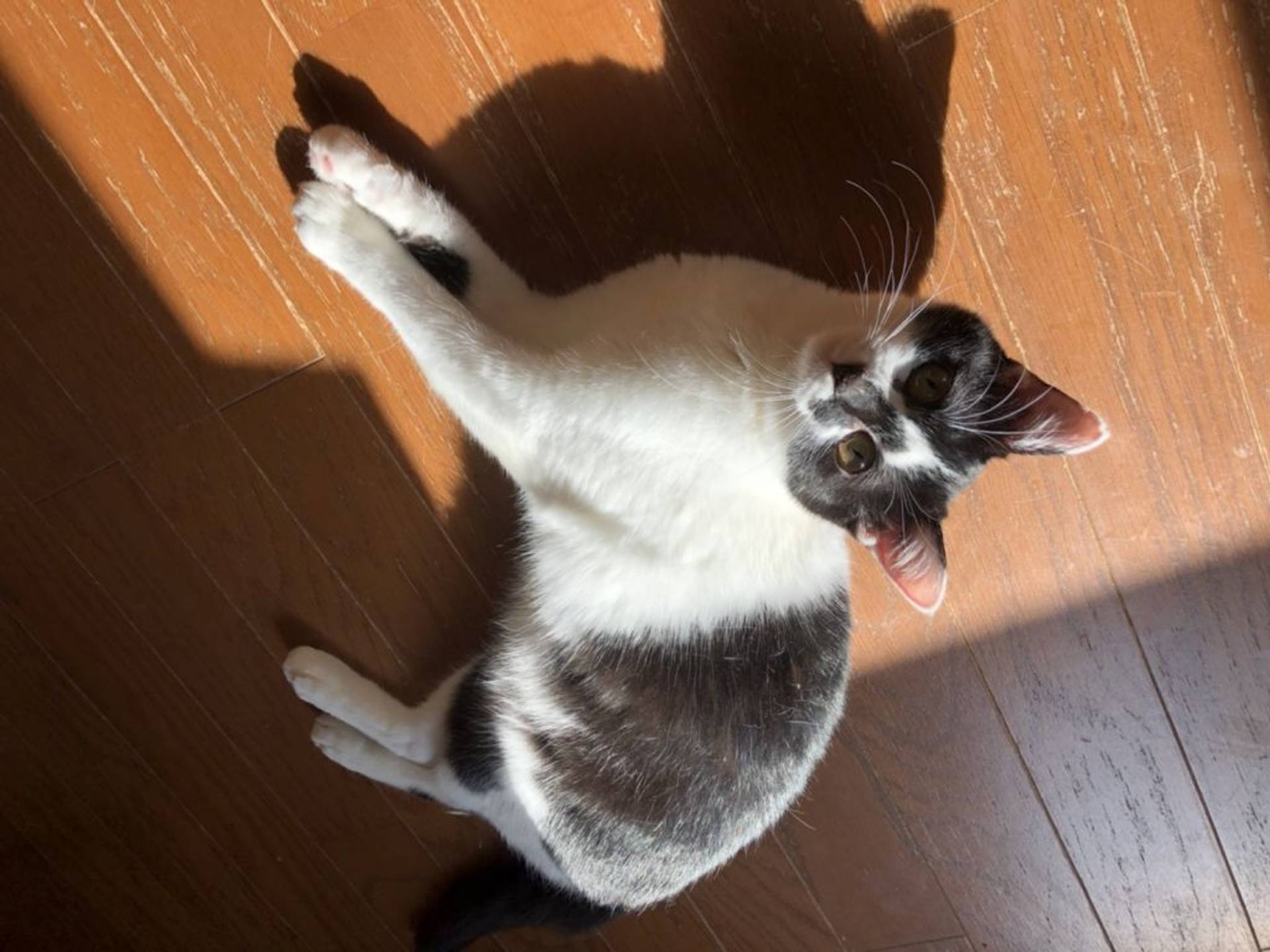 雑種（ミックス猫）・メスの里親募集の写真