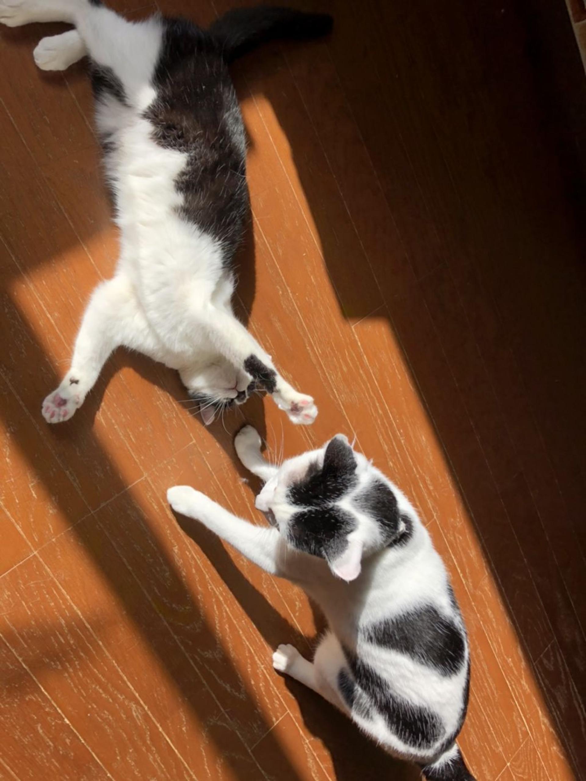 pet-image-2
