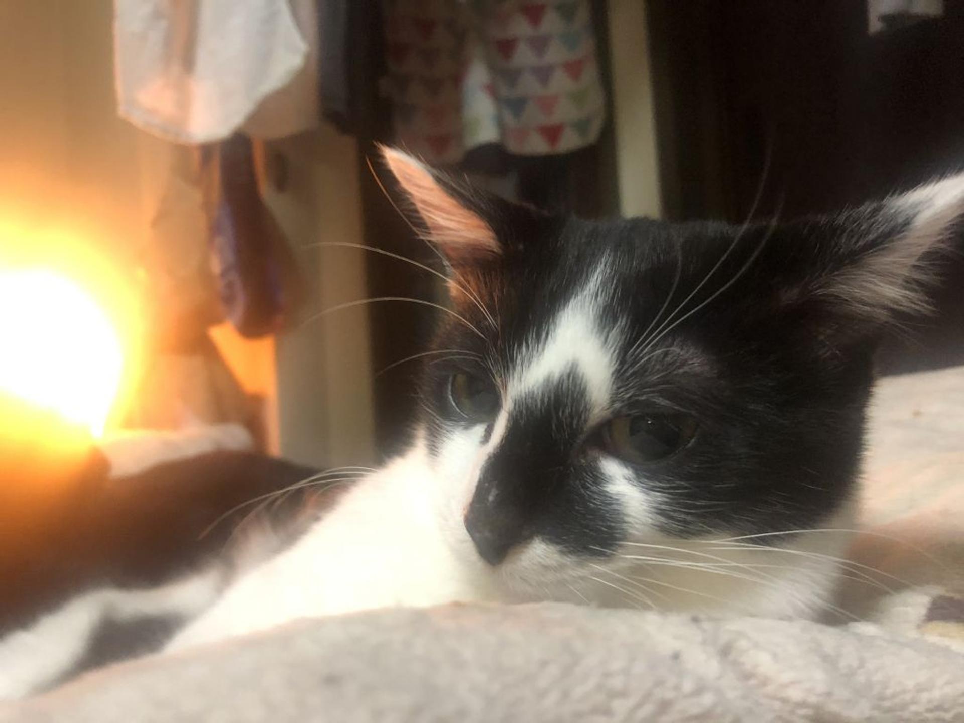 pet-image-3