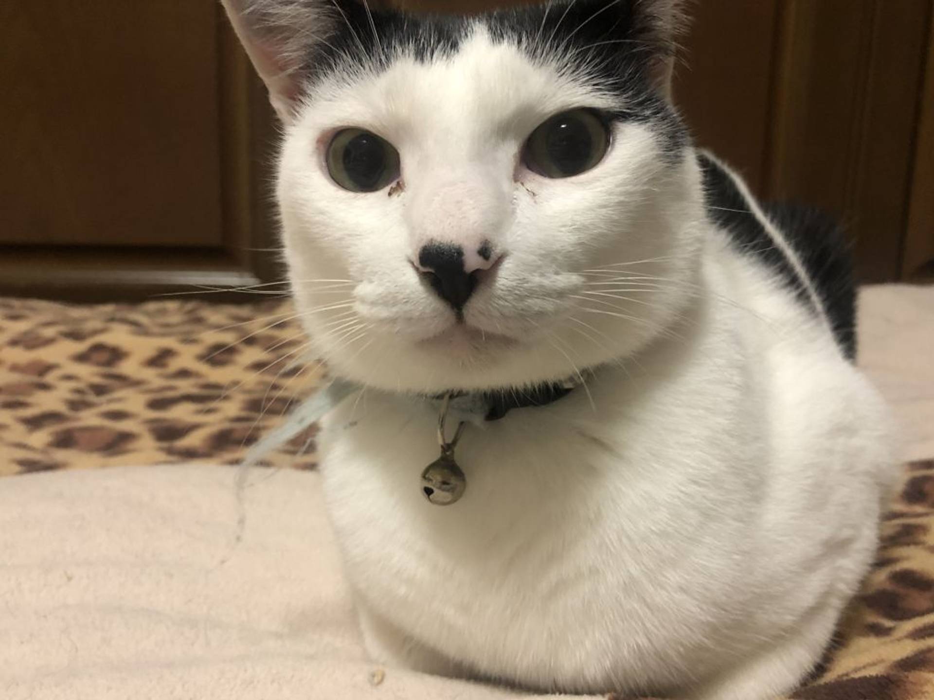 雑種（ミックス猫）・オスの里親募集の写真