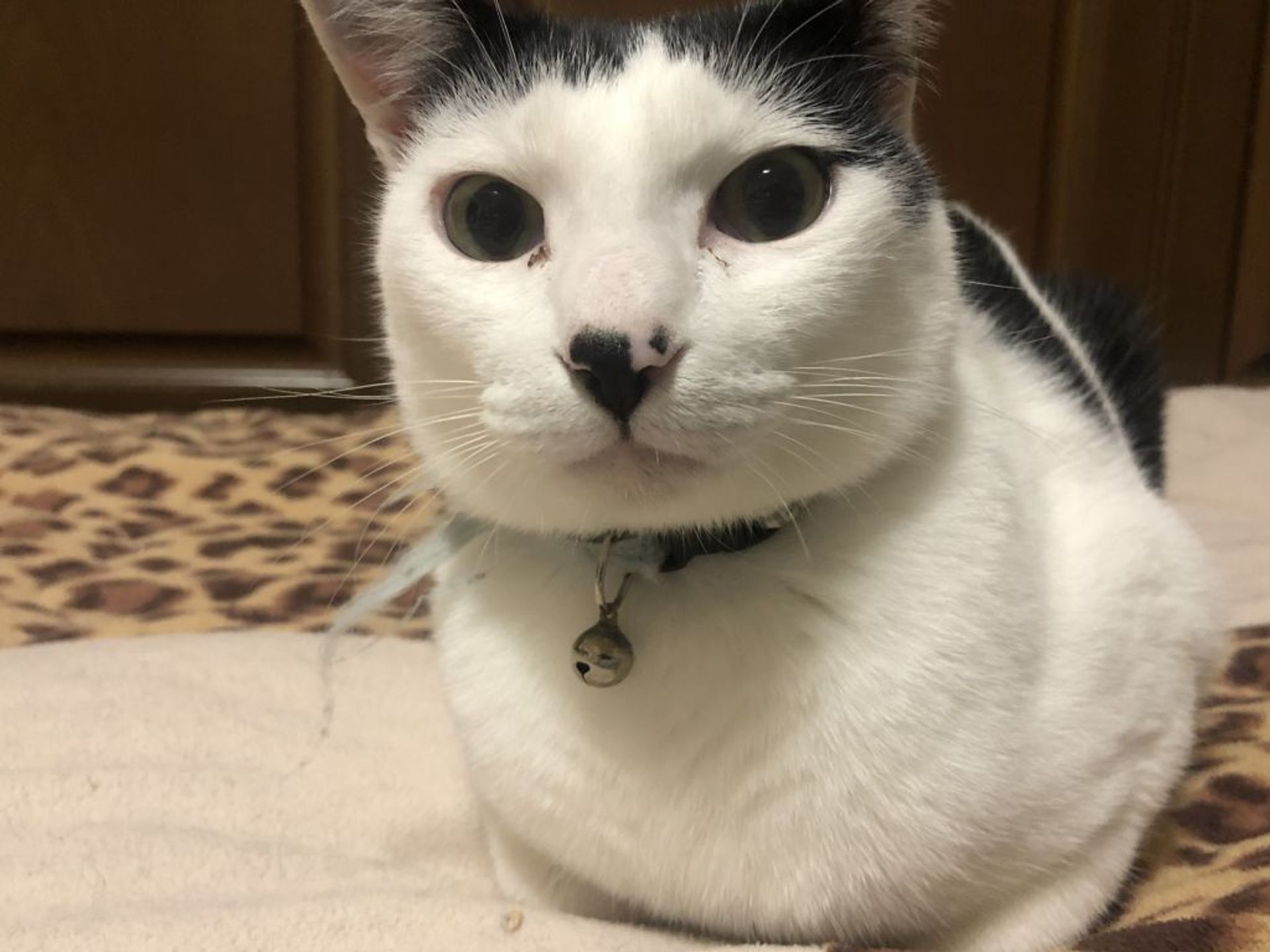 雑種（ミックス猫）・オスの里親募集の写真