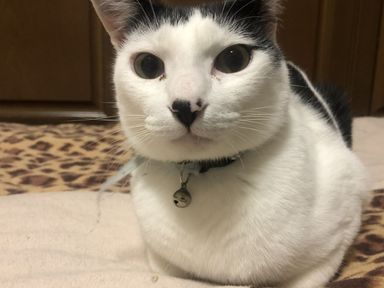 里親募集様が決定致しましたの写真