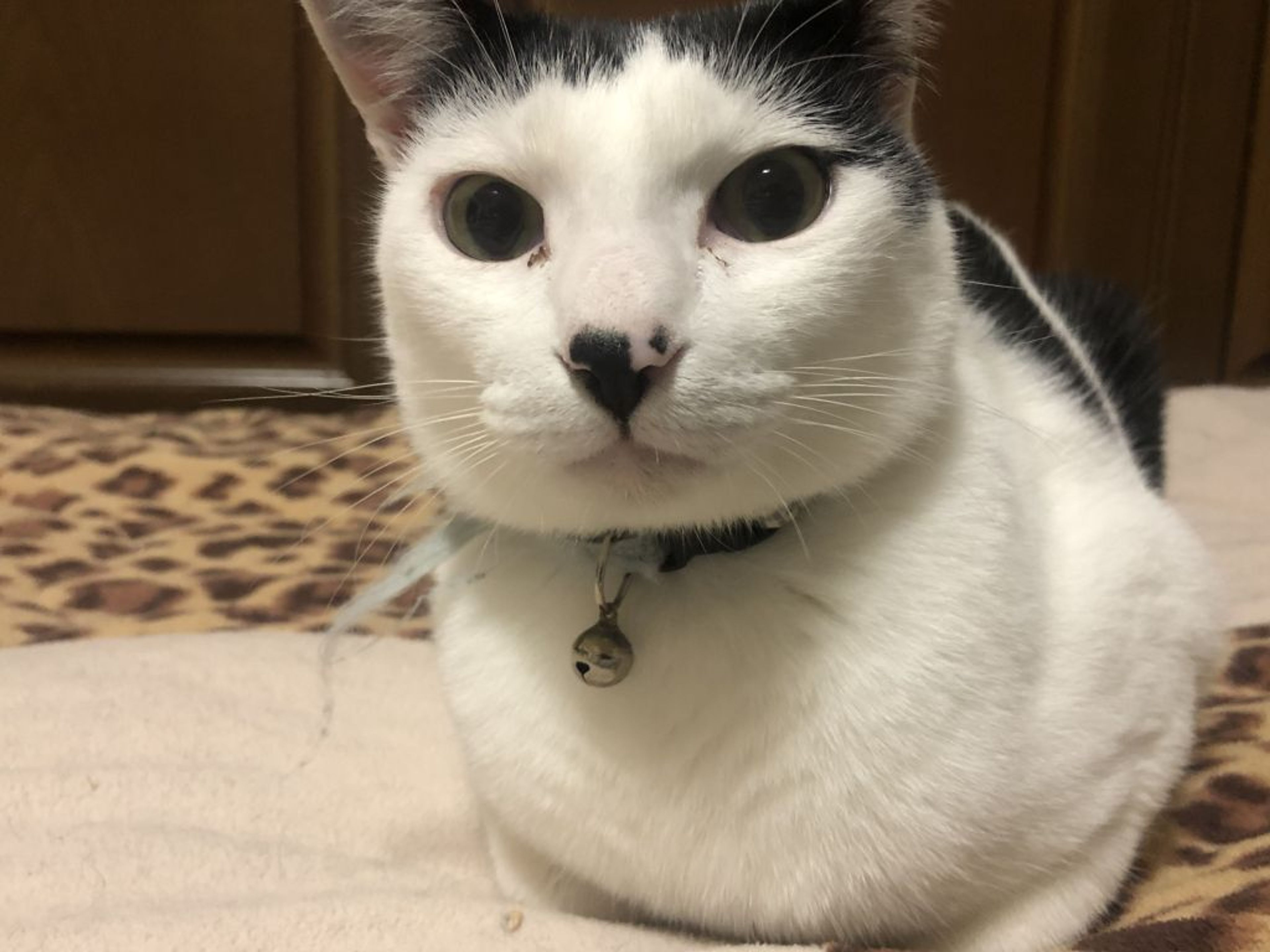 雑種（ミックス猫）・オスの里親募集の写真