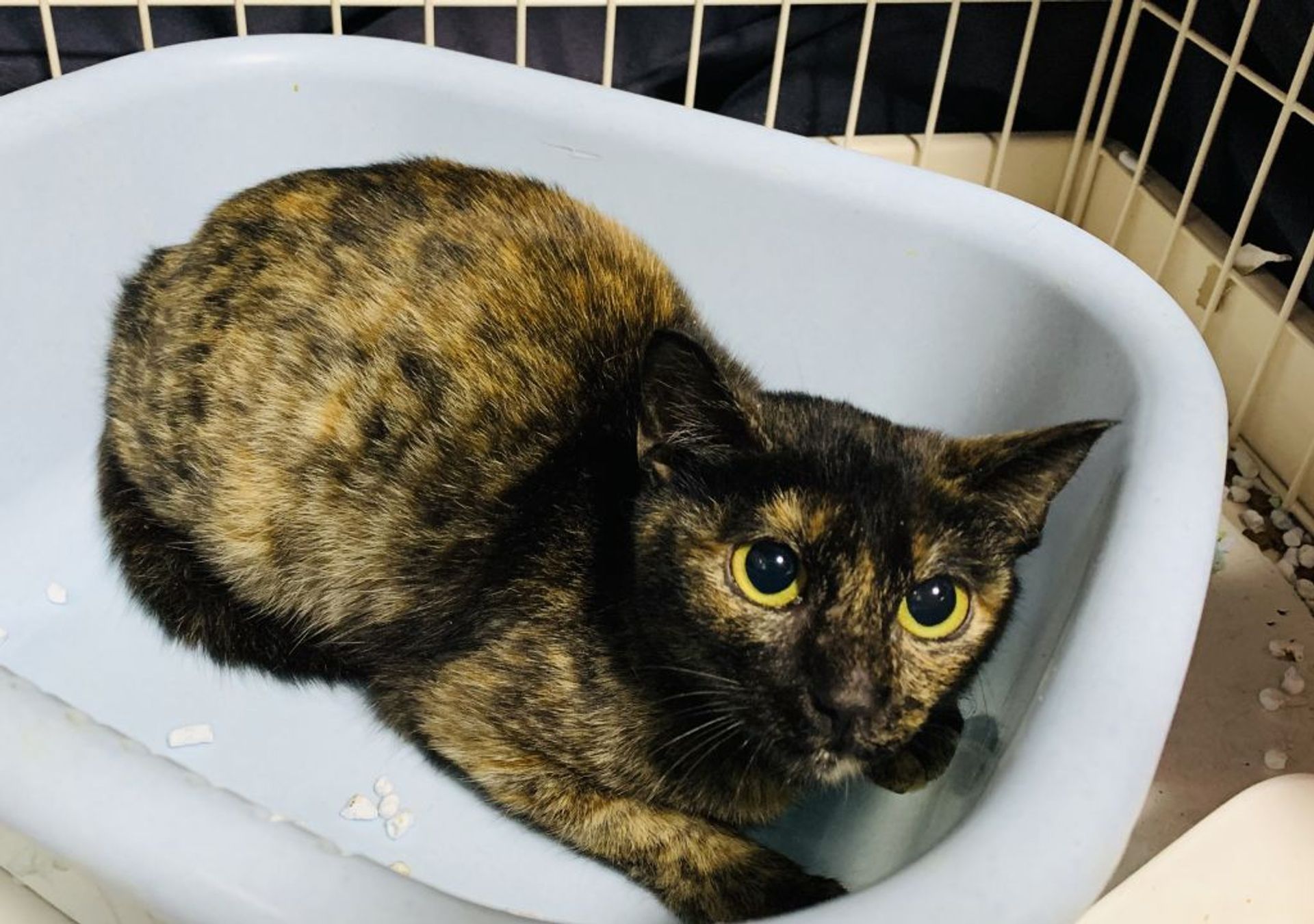 雑種（ミックス猫）・メスの里親募集の写真