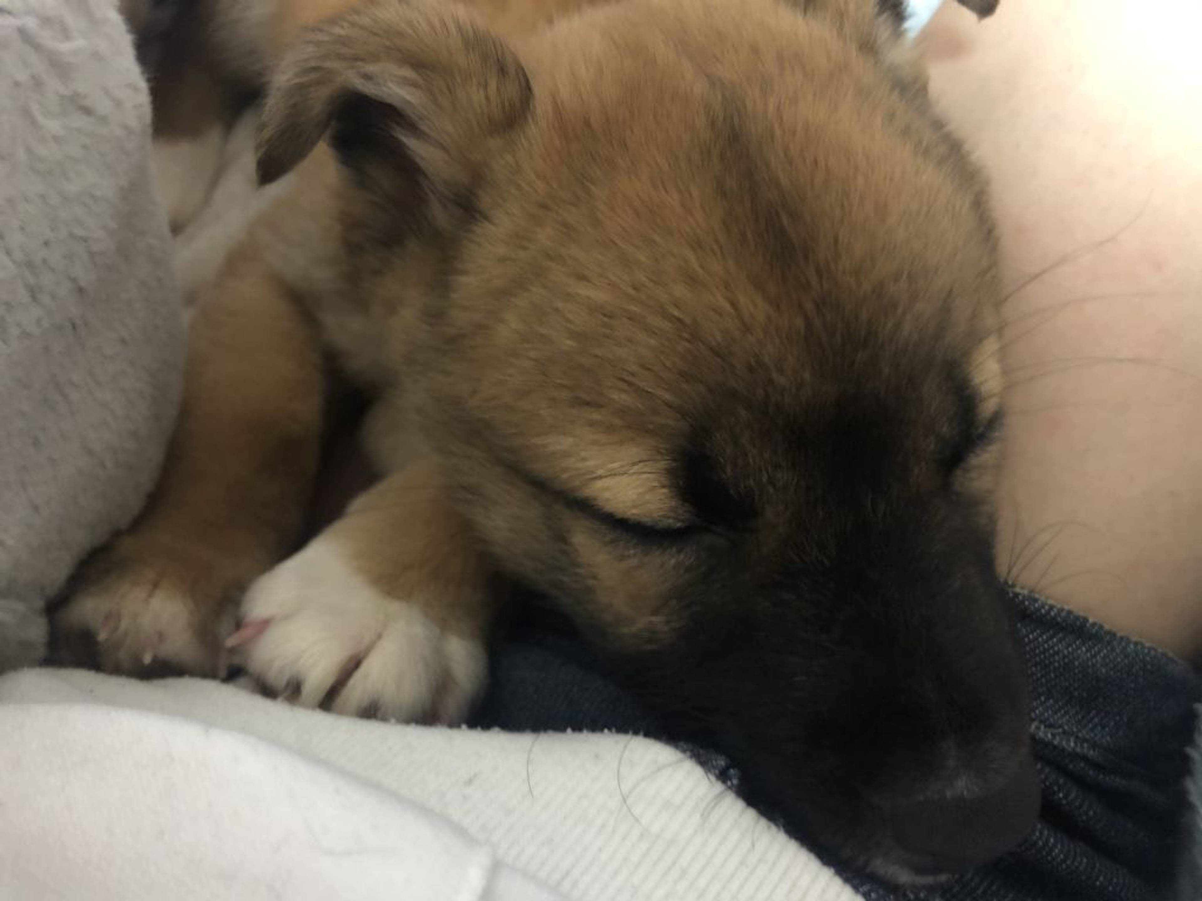 雑種（ミックス犬）・オスの里親募集の写真