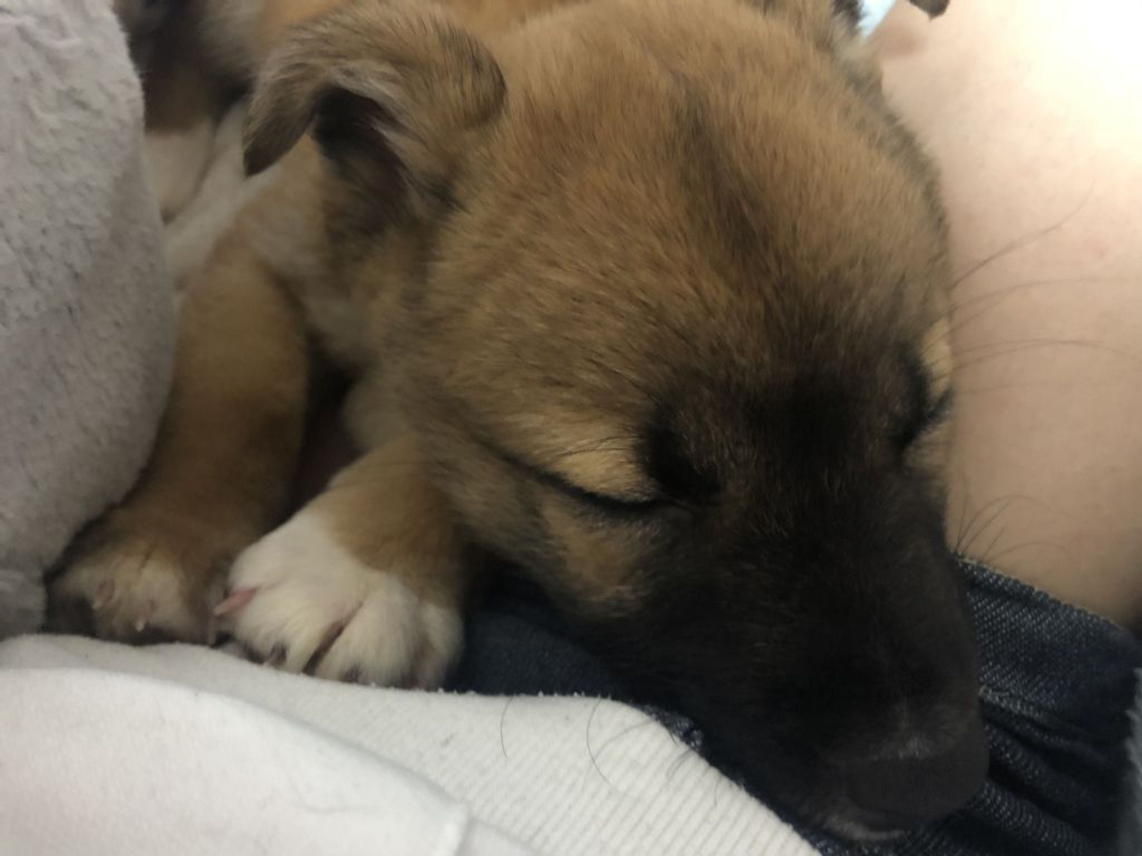 雑種（ミックス犬）・オスの里親募集の写真