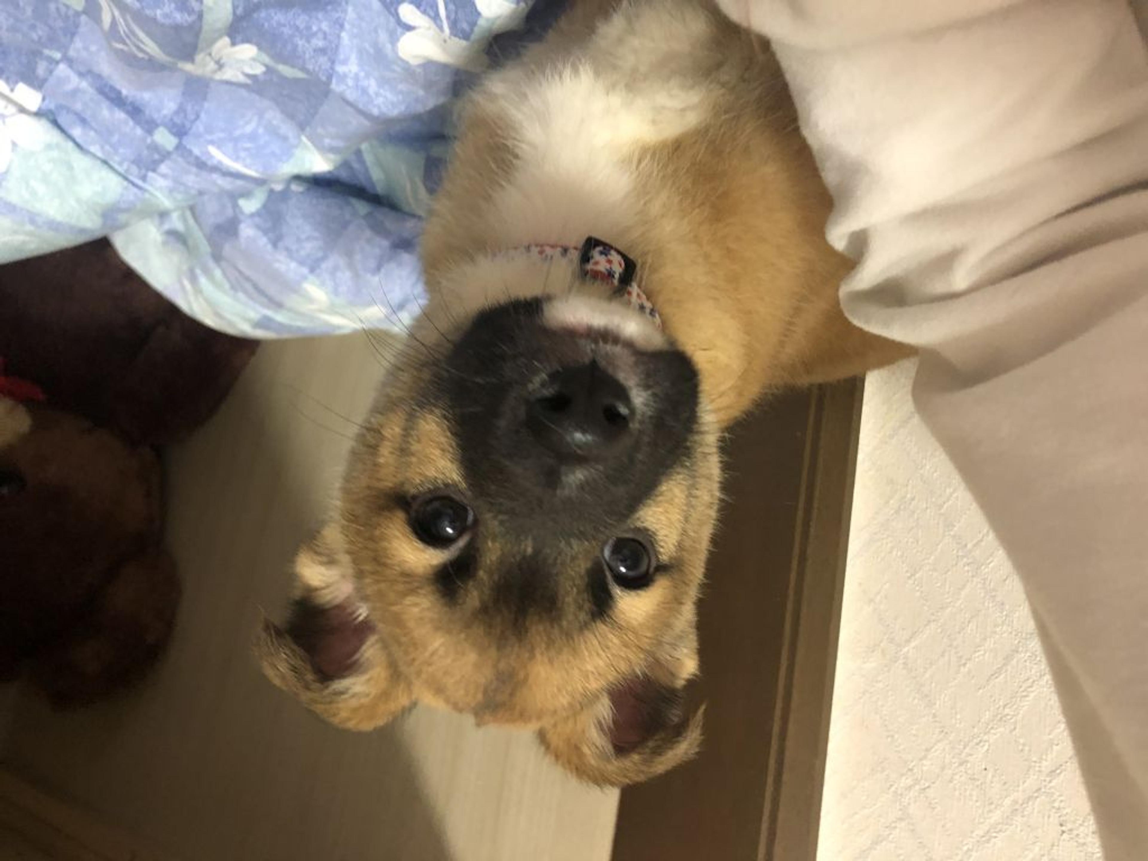 pet-image-2