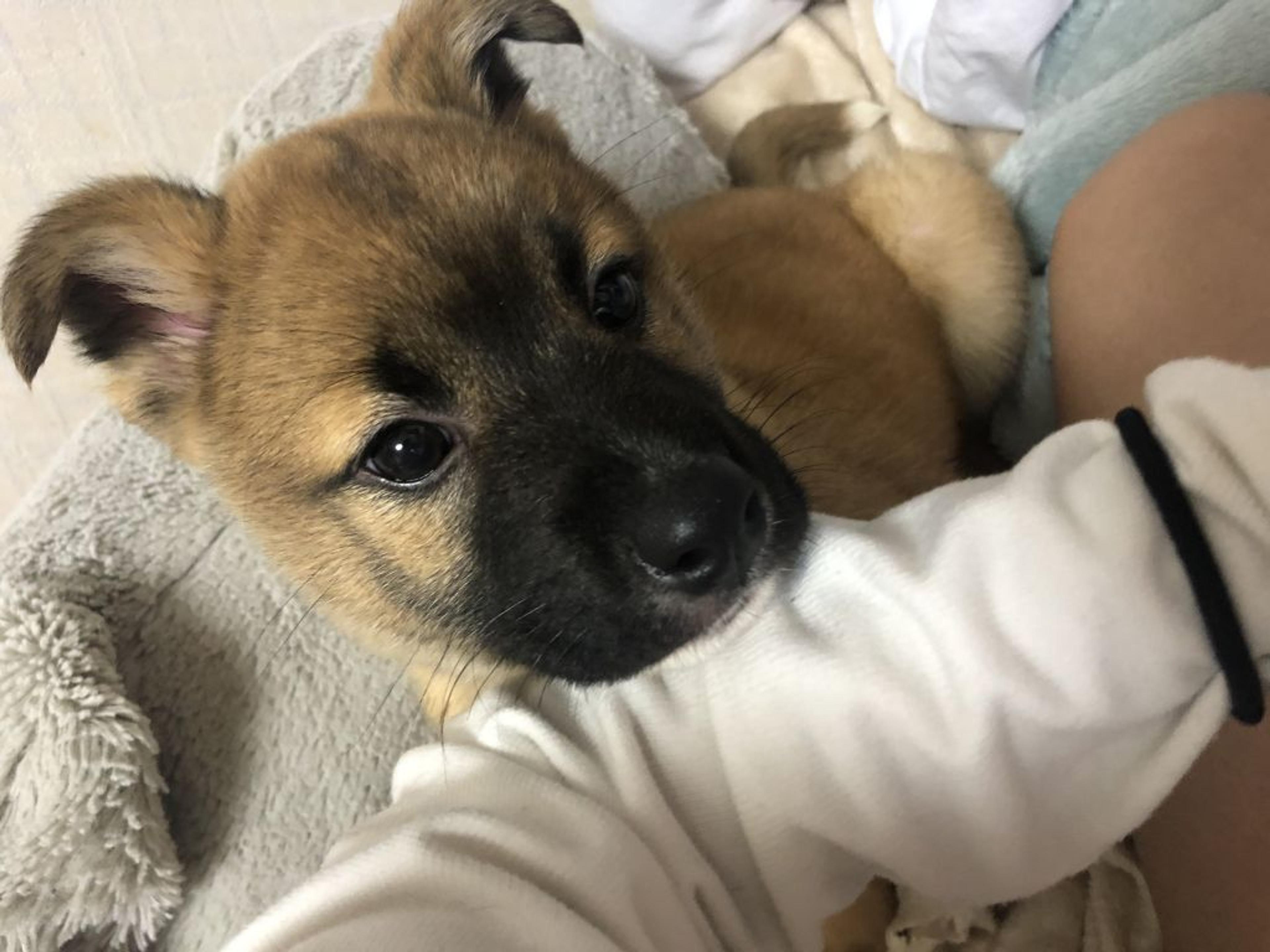 pet-image-3
