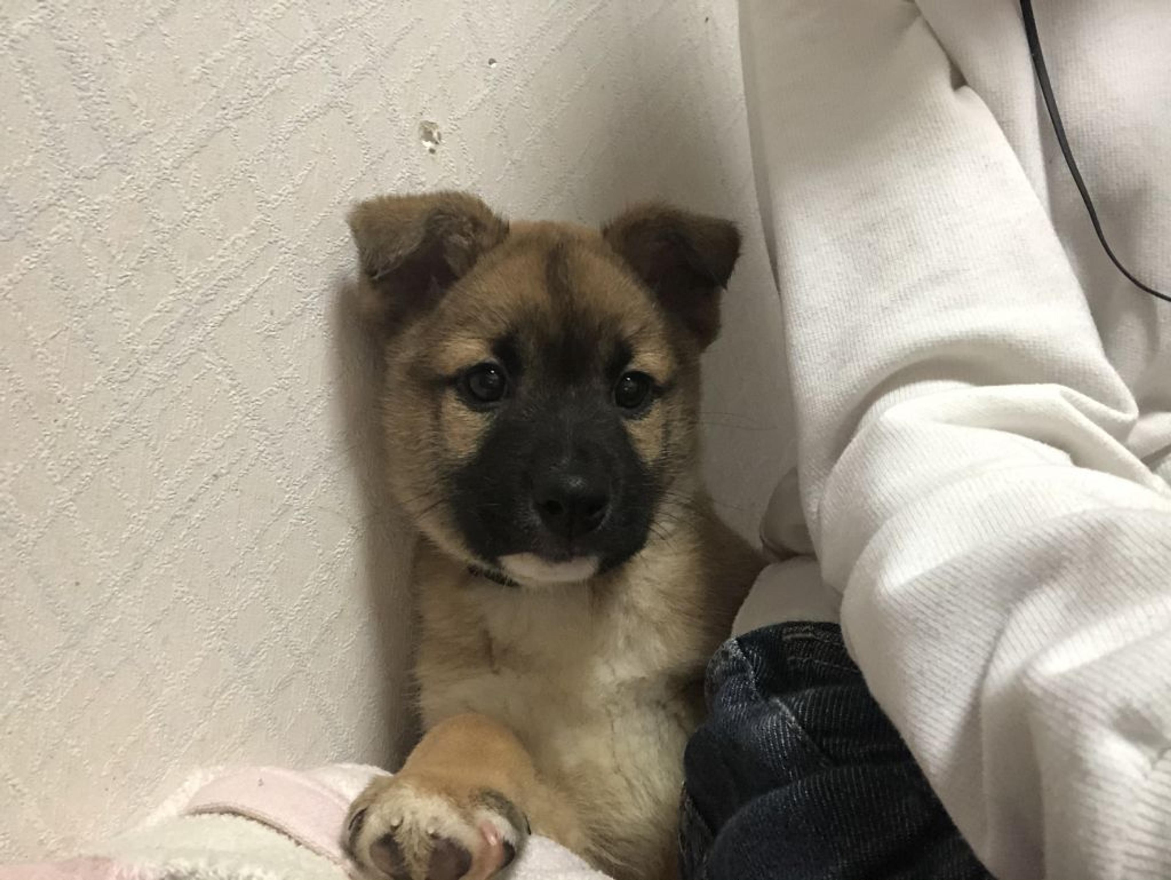 pet-image-4
