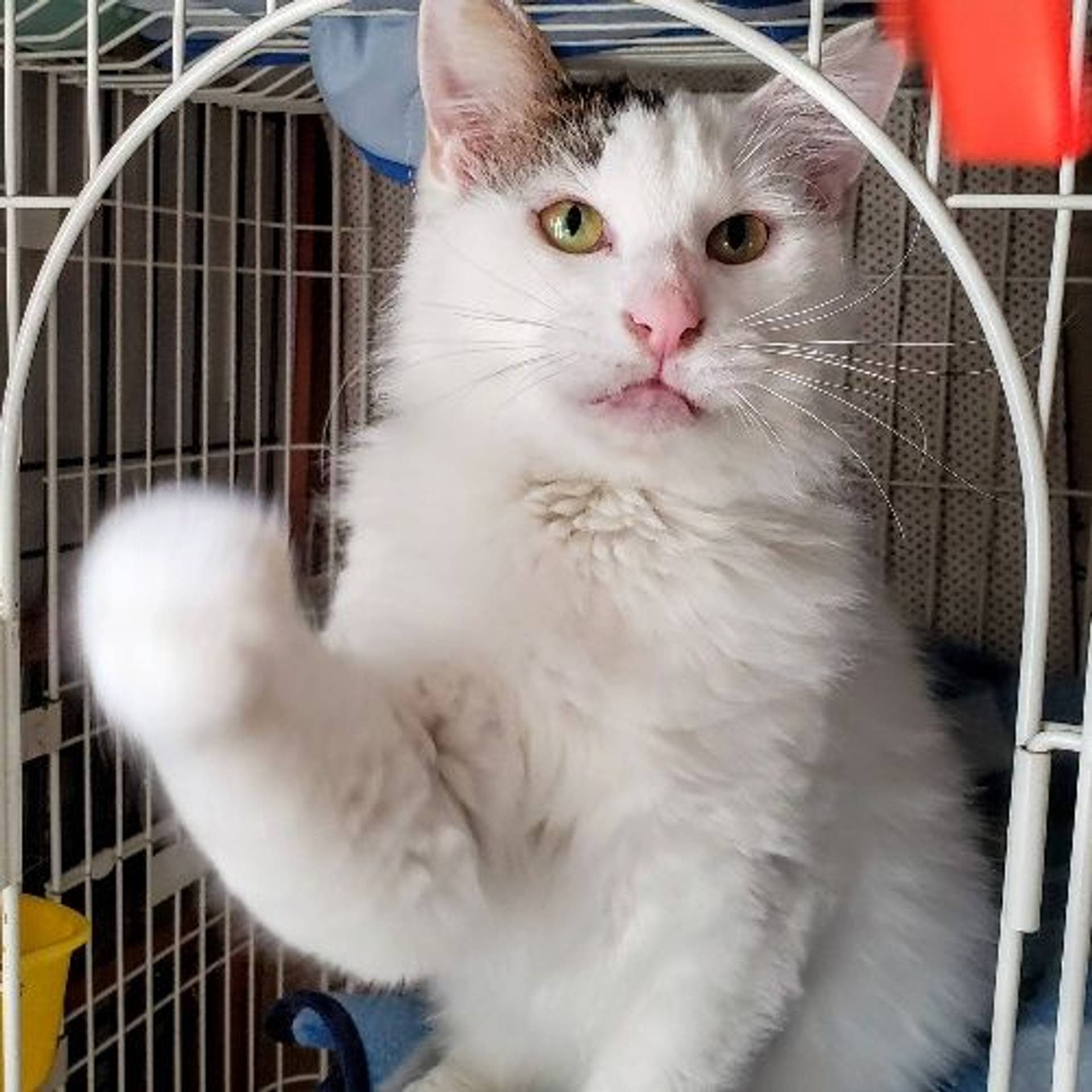 雑種（ミックス猫）・オスの里親募集の写真