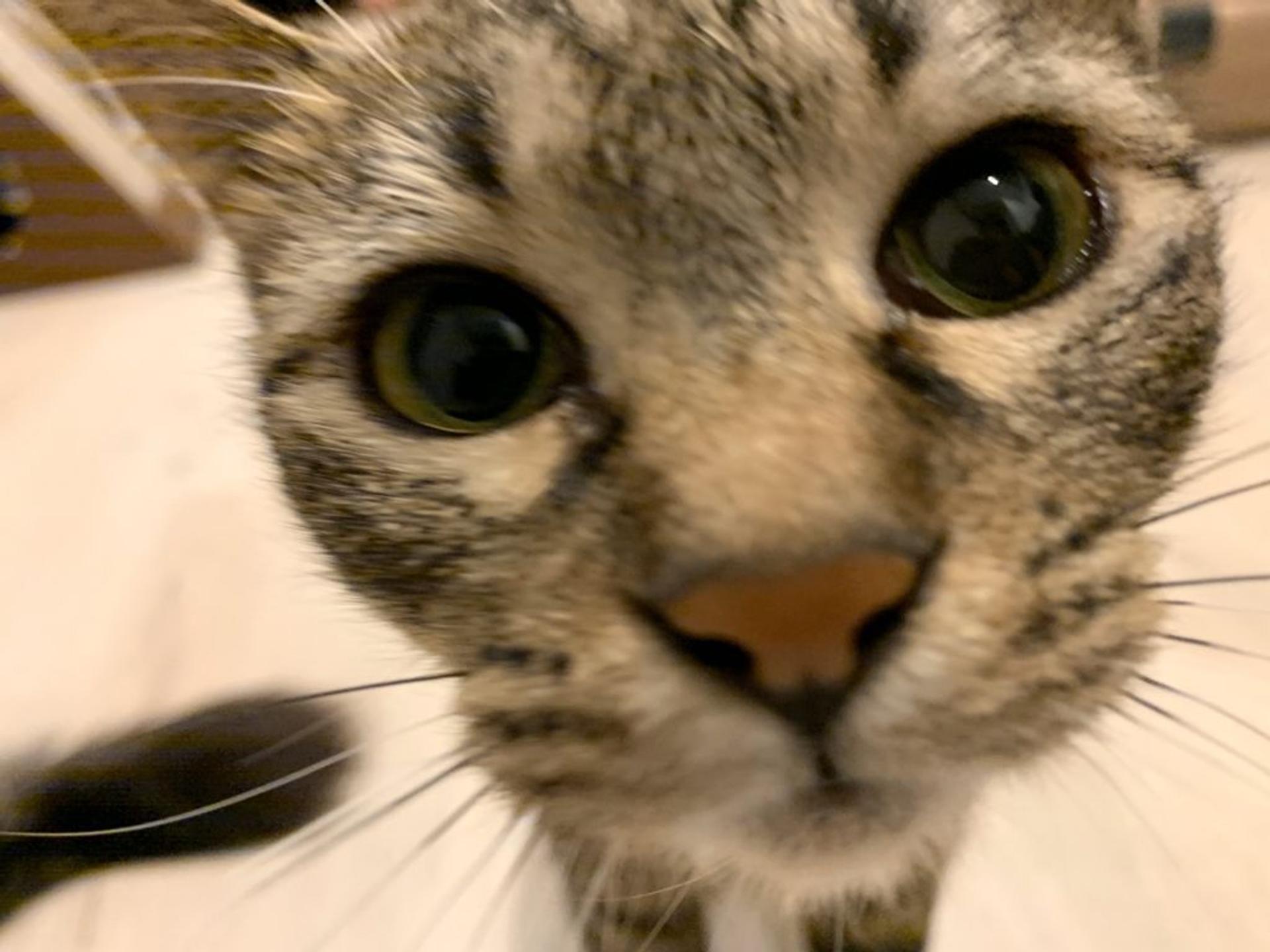 pet-image-2