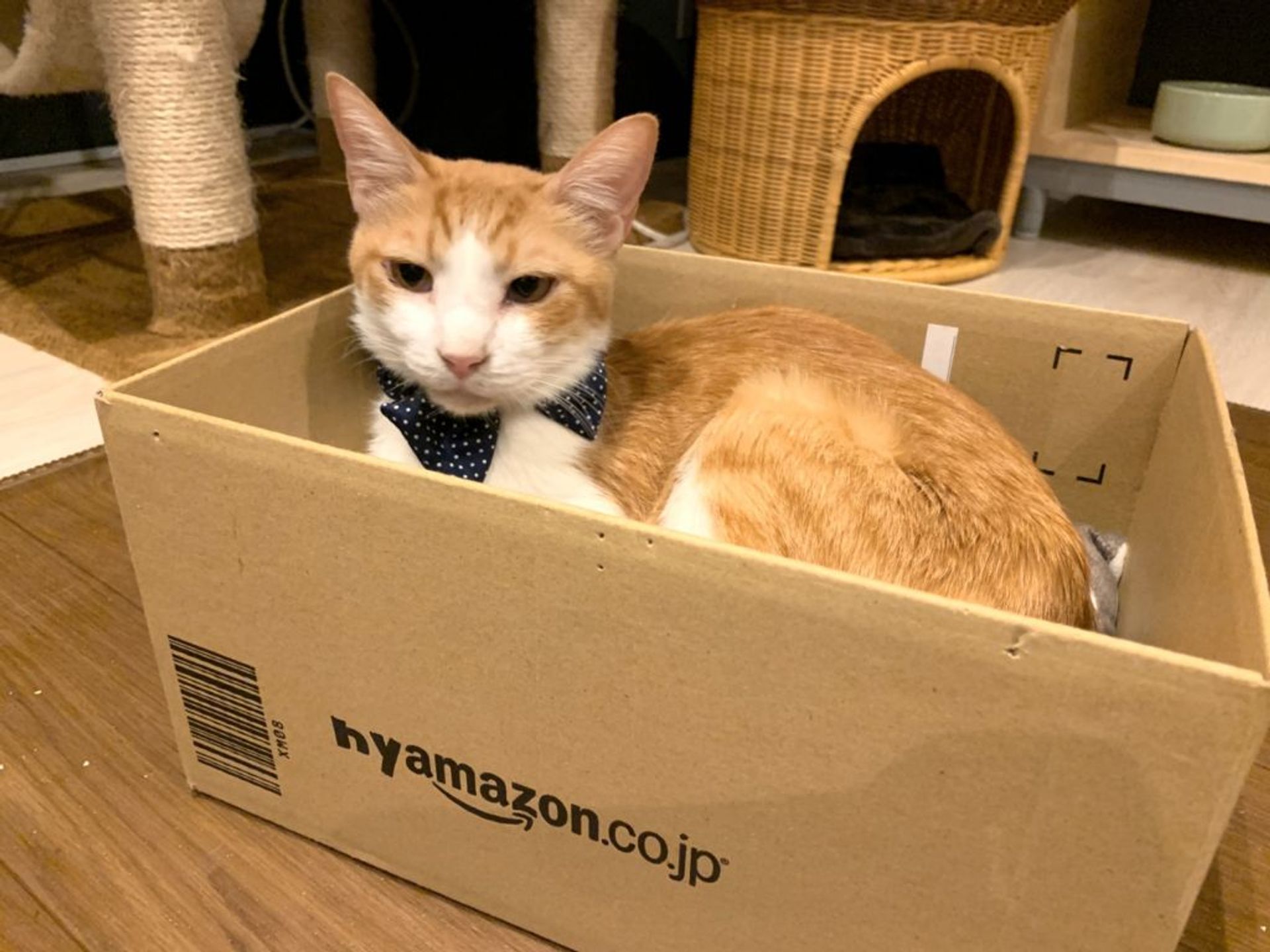 雑種（ミックス猫）・オスの里親募集の写真