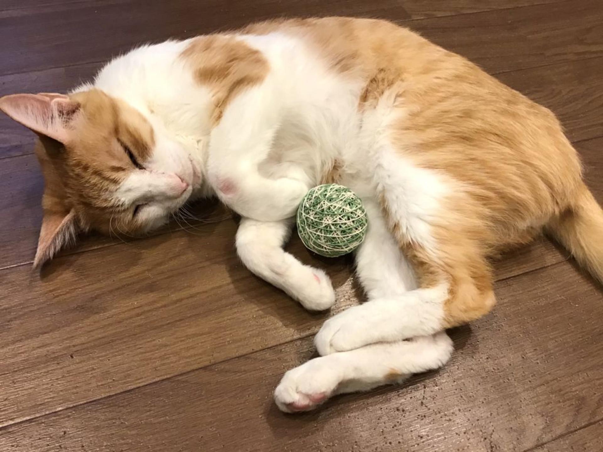 pet-image-2