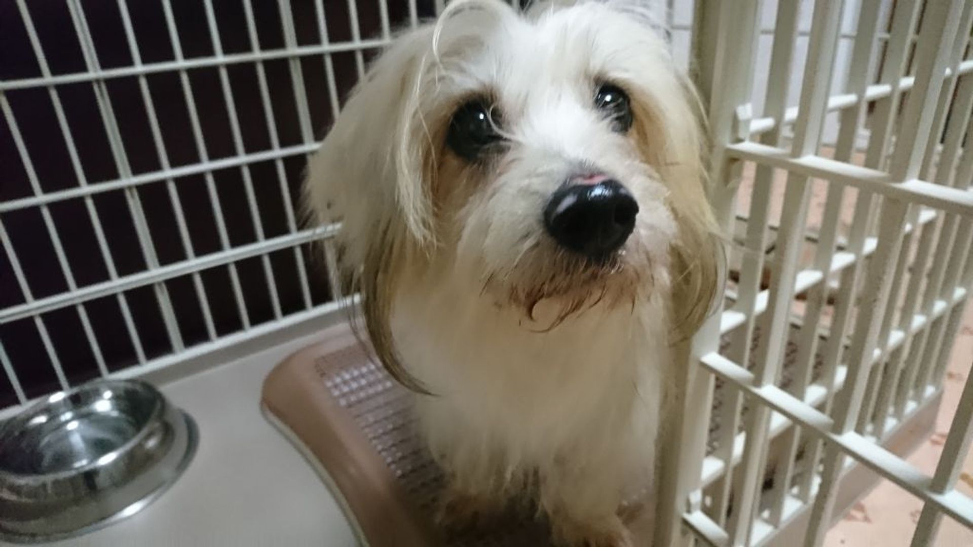 雑種（ミックス犬）・メスの里親募集の写真