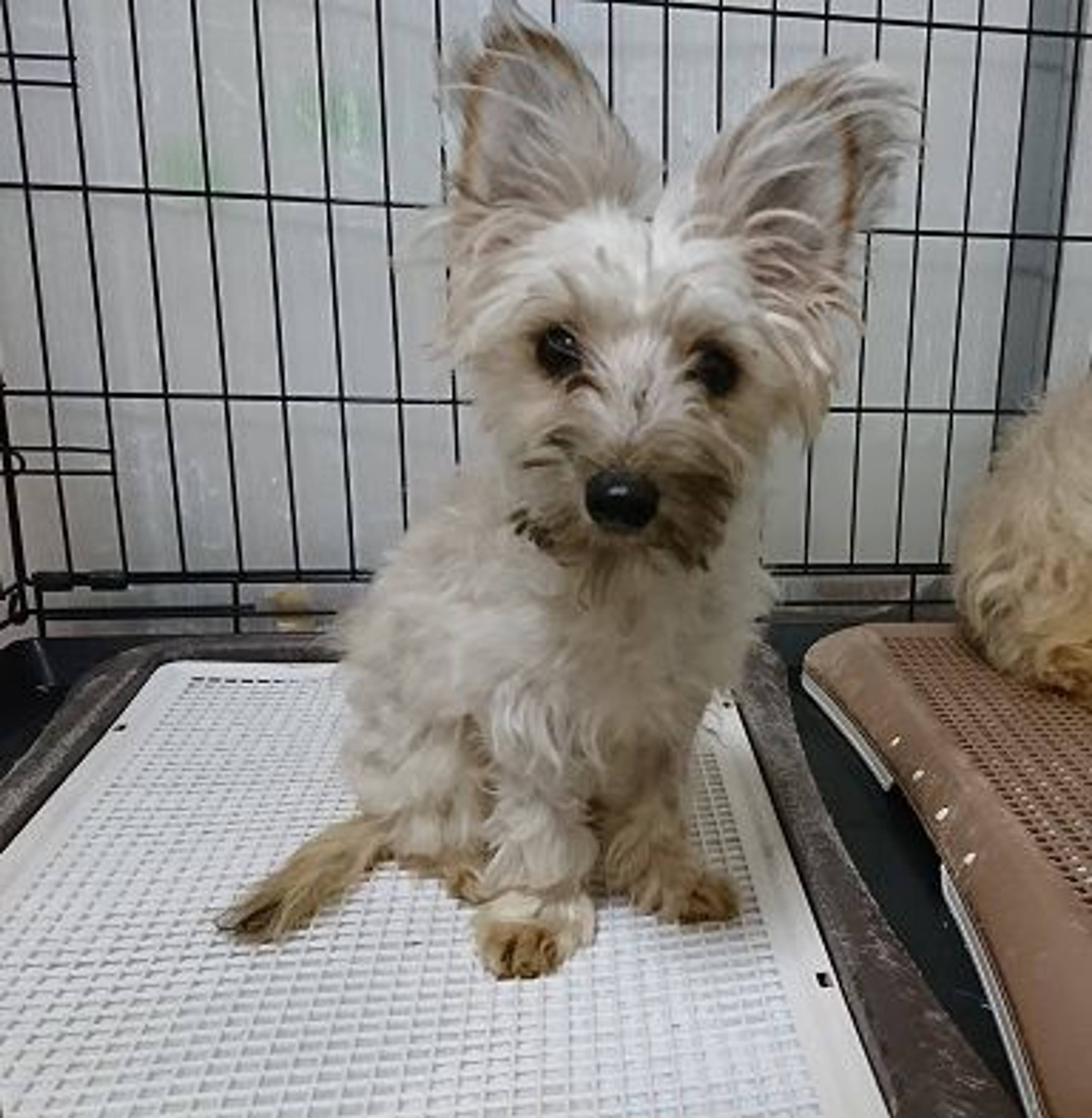 雑種（ミックス犬）・オスの里親募集の写真