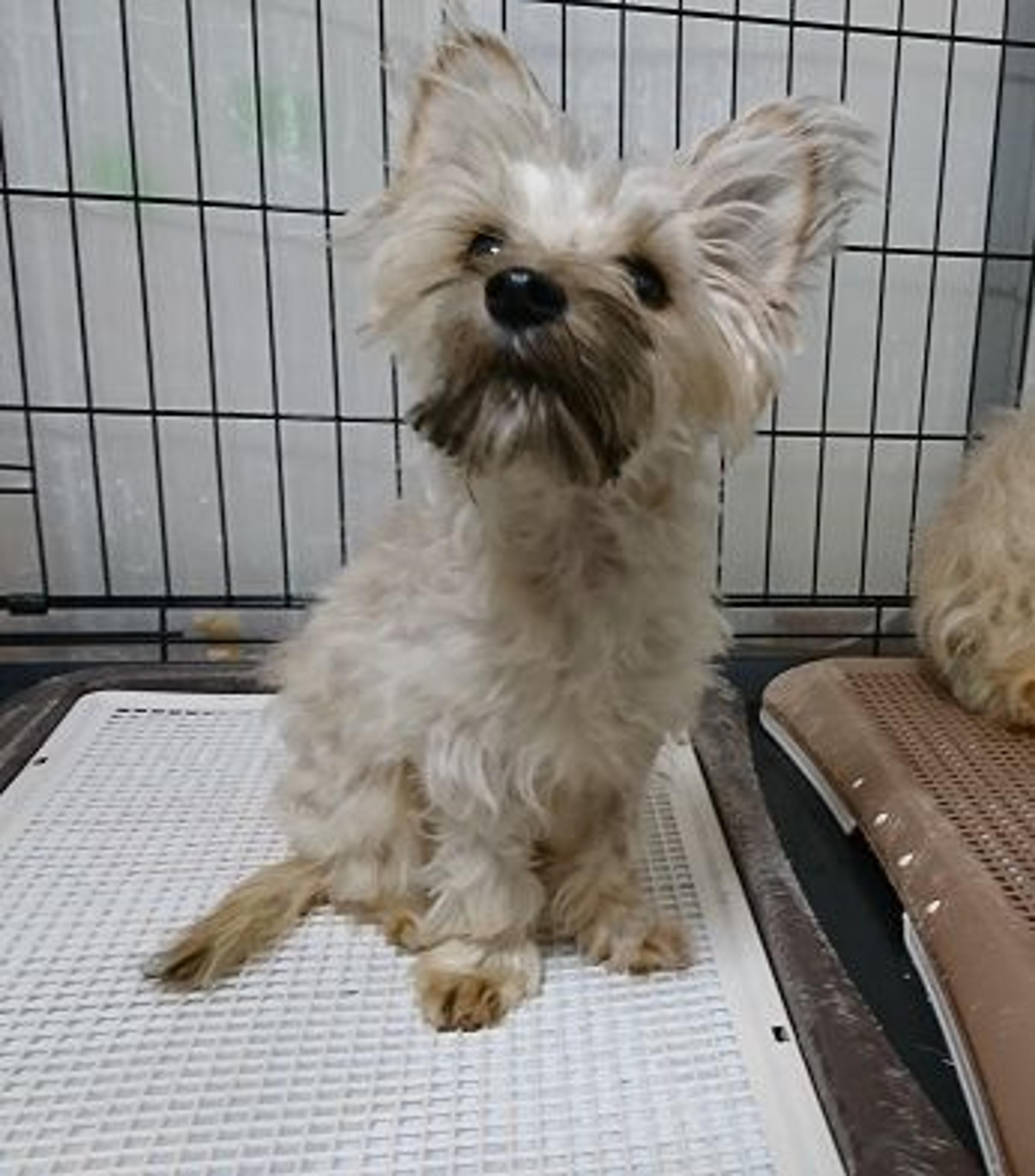 pet-image-3
