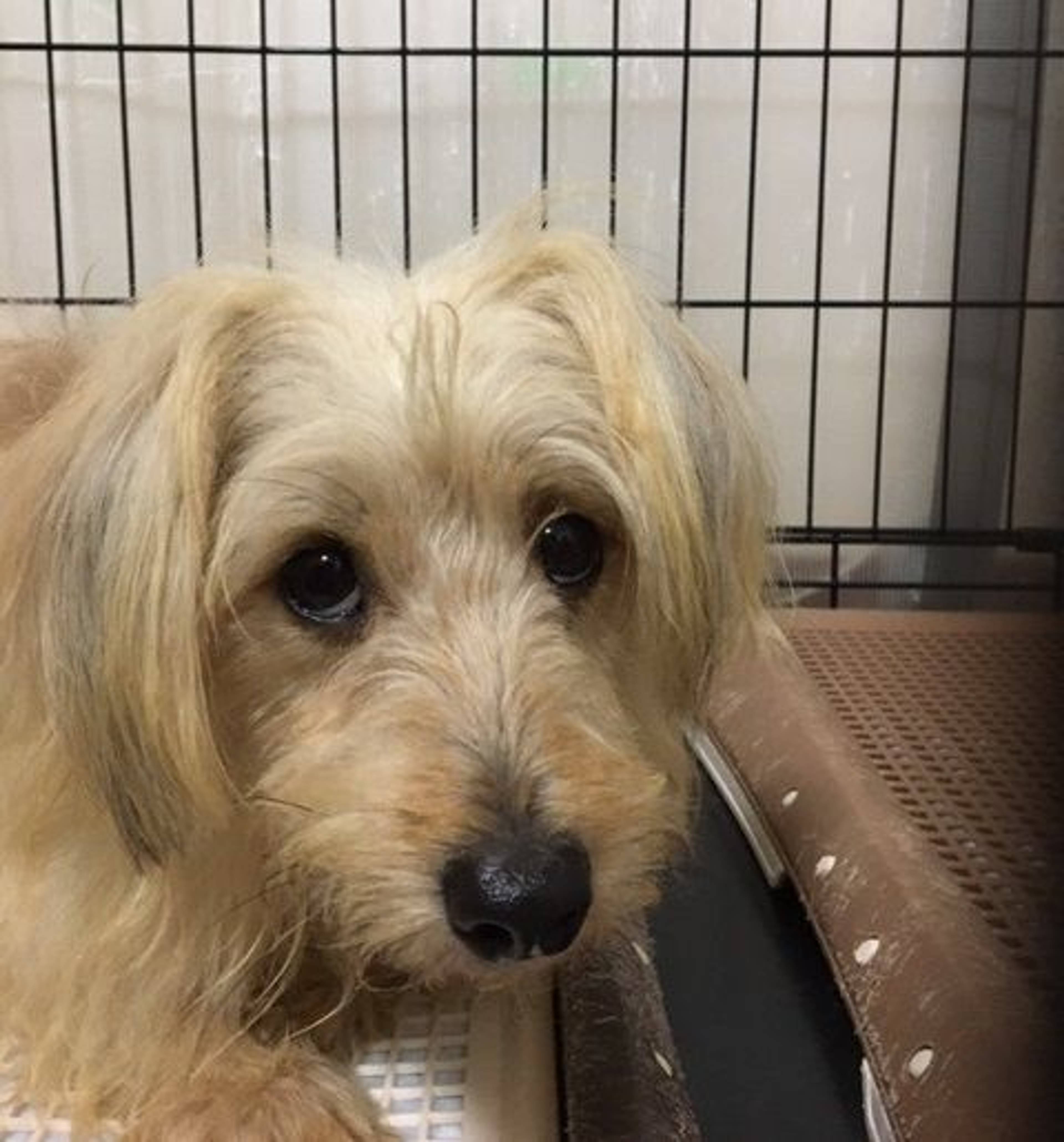 雑種（ミックス犬）・オスの里親募集の写真