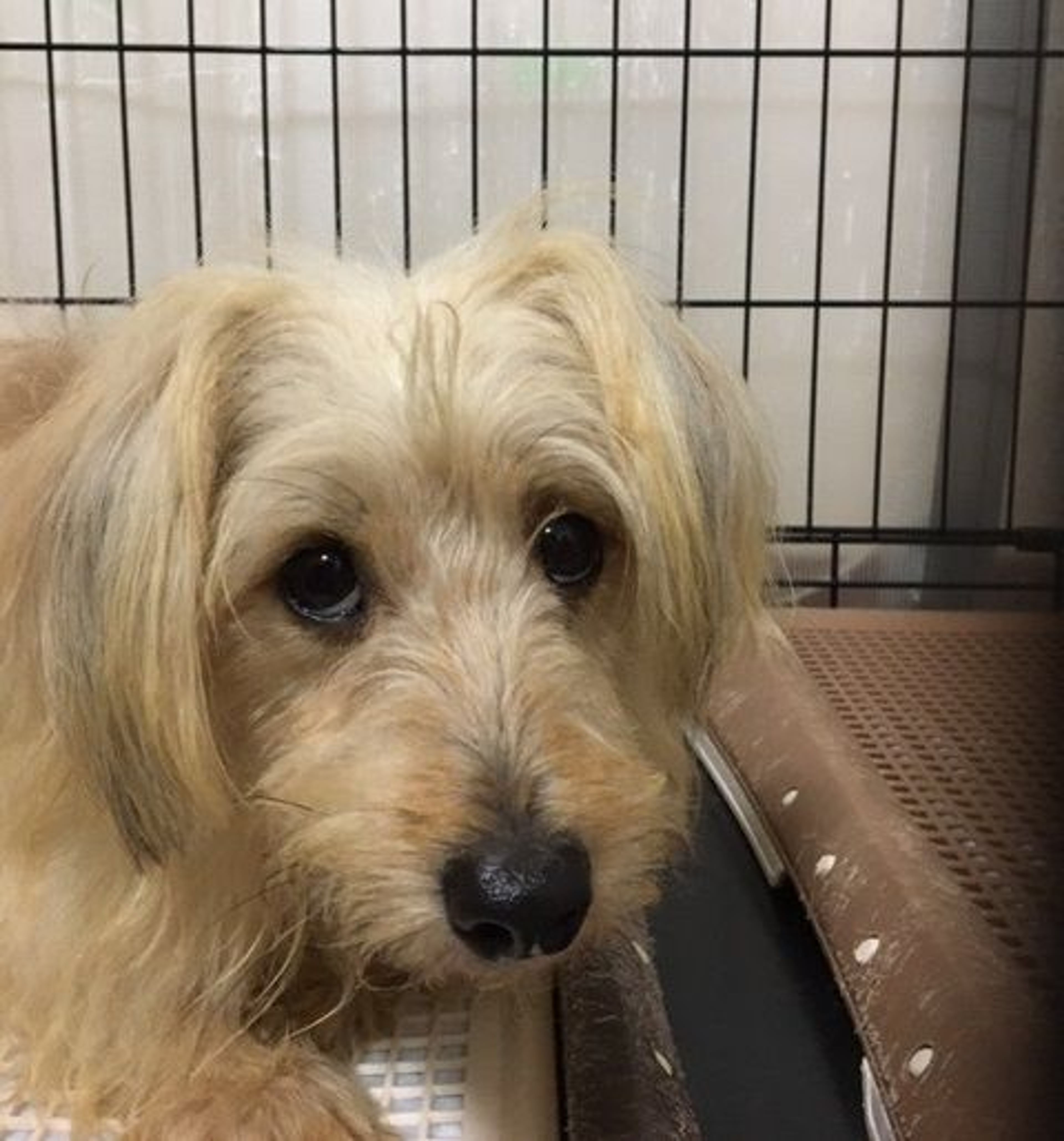 雑種（ミックス犬）・オスの里親募集の写真