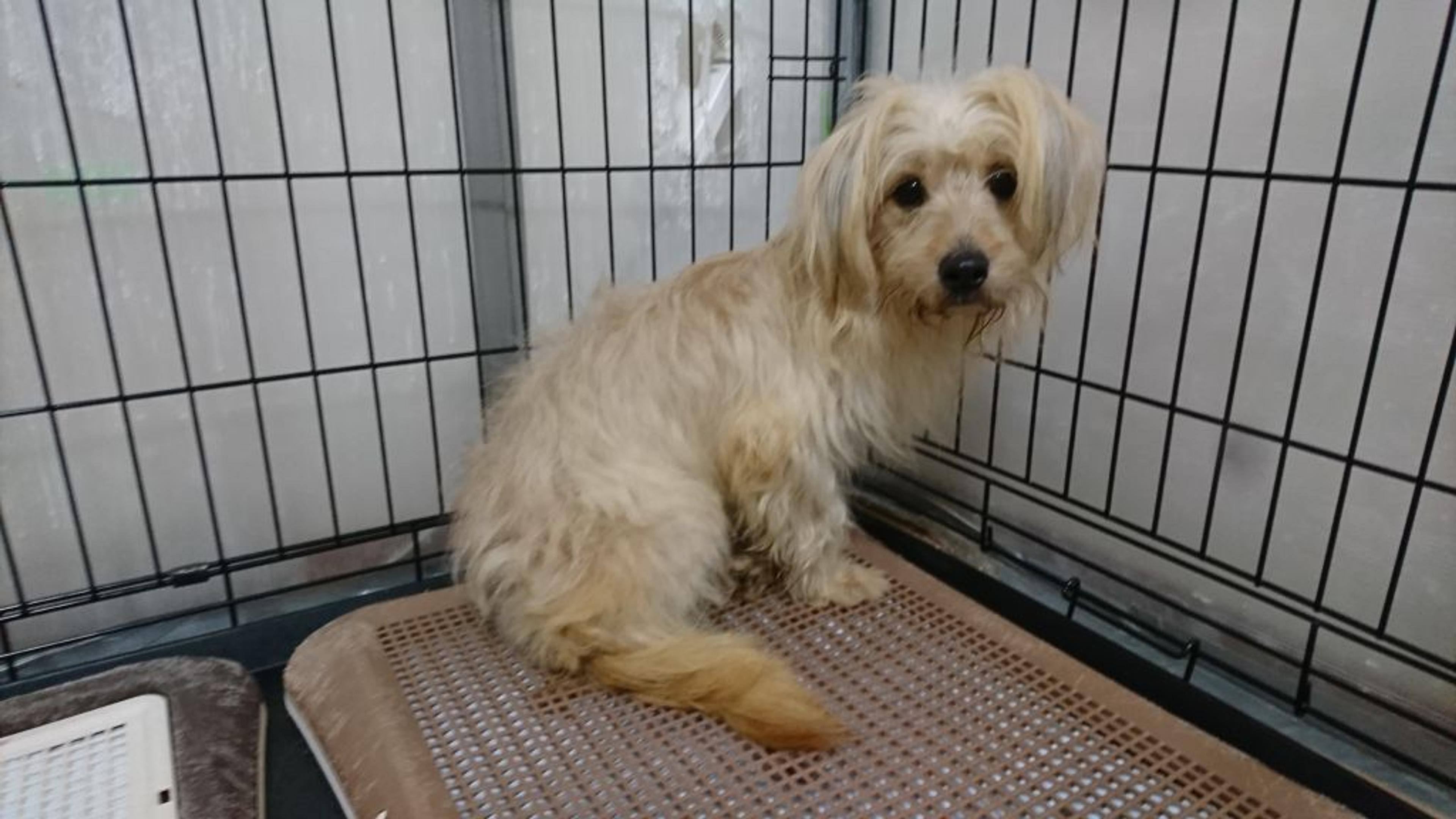 pet-image-2