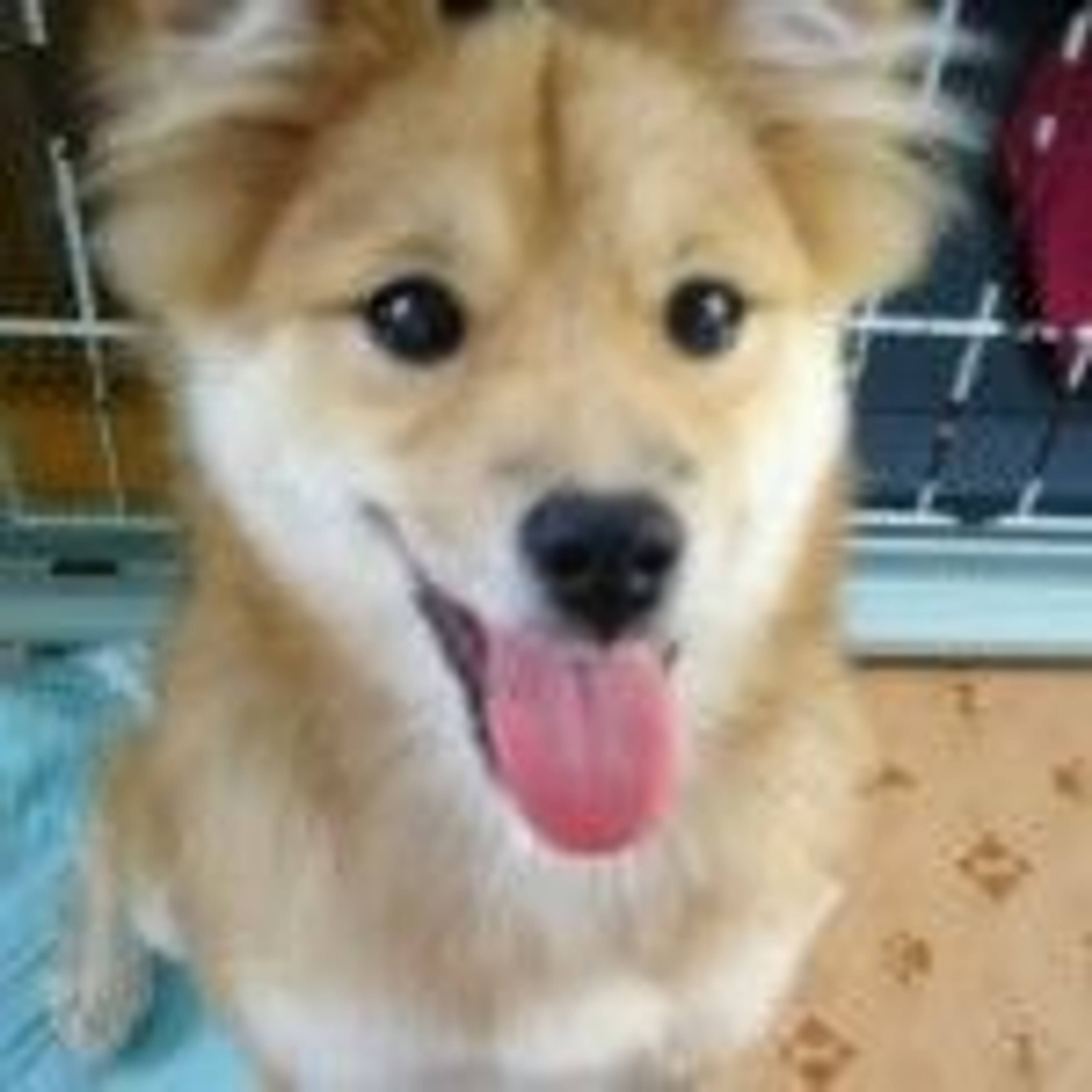 雑種（ミックス犬）・メスの里親募集の写真