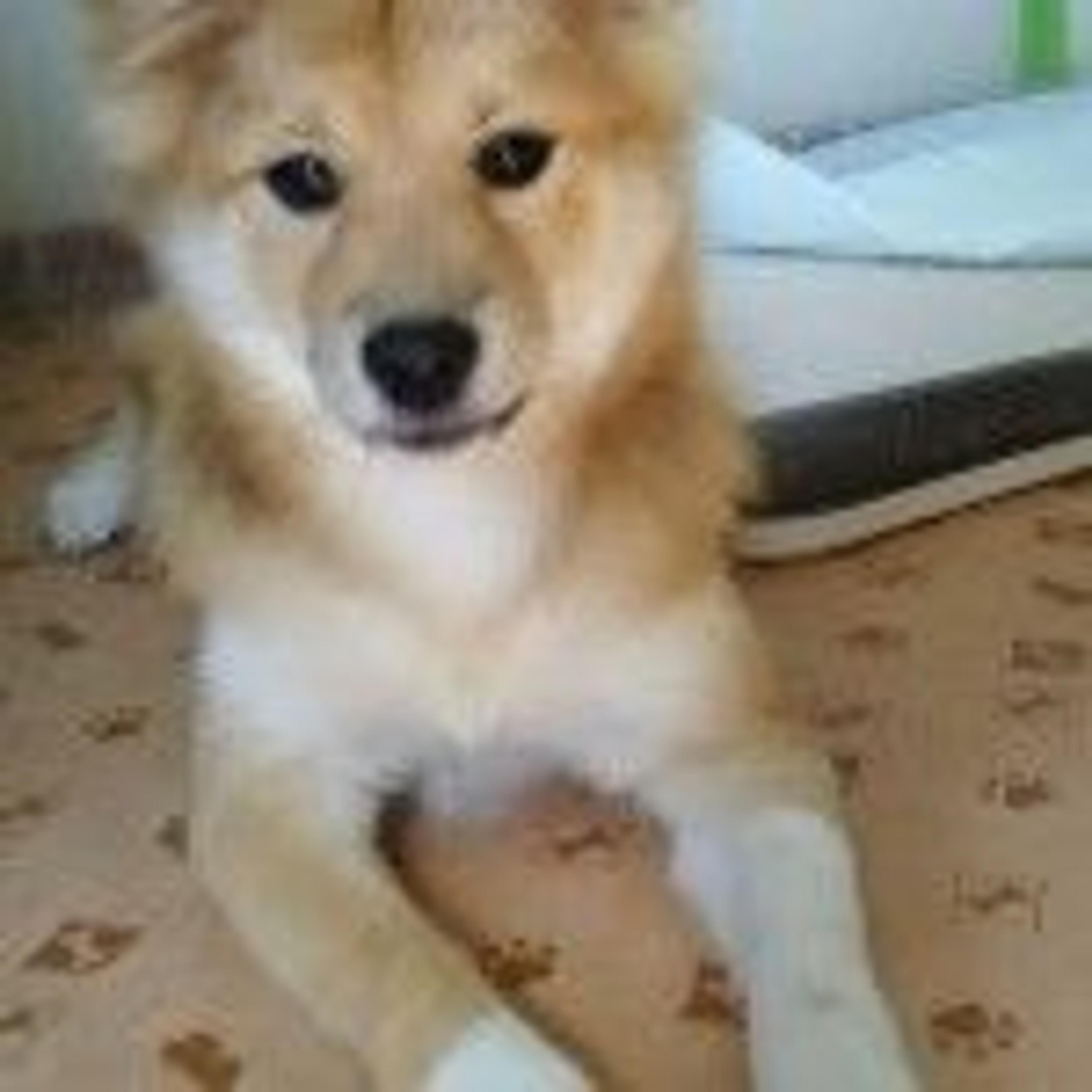 pet-image-2