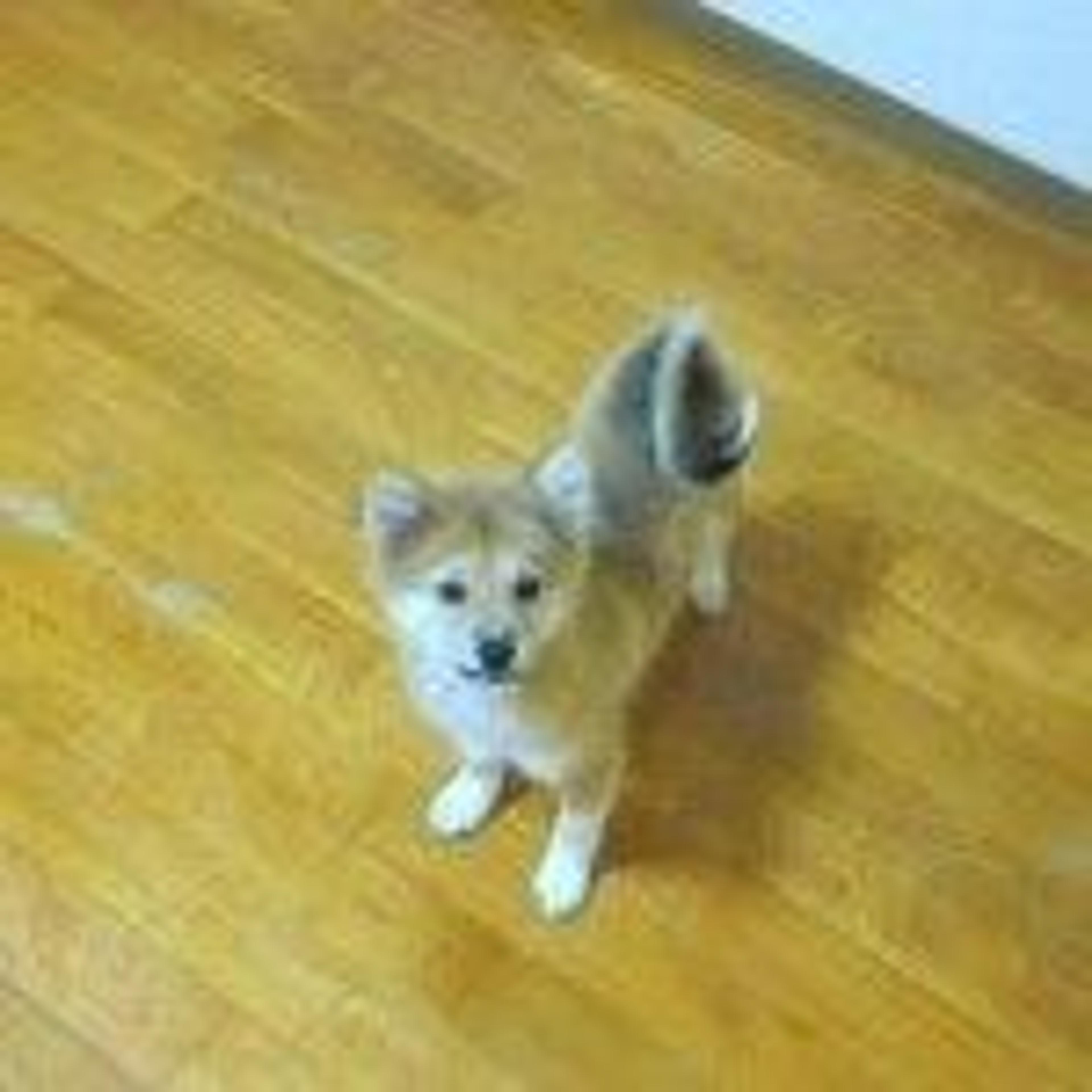 pet-image-3