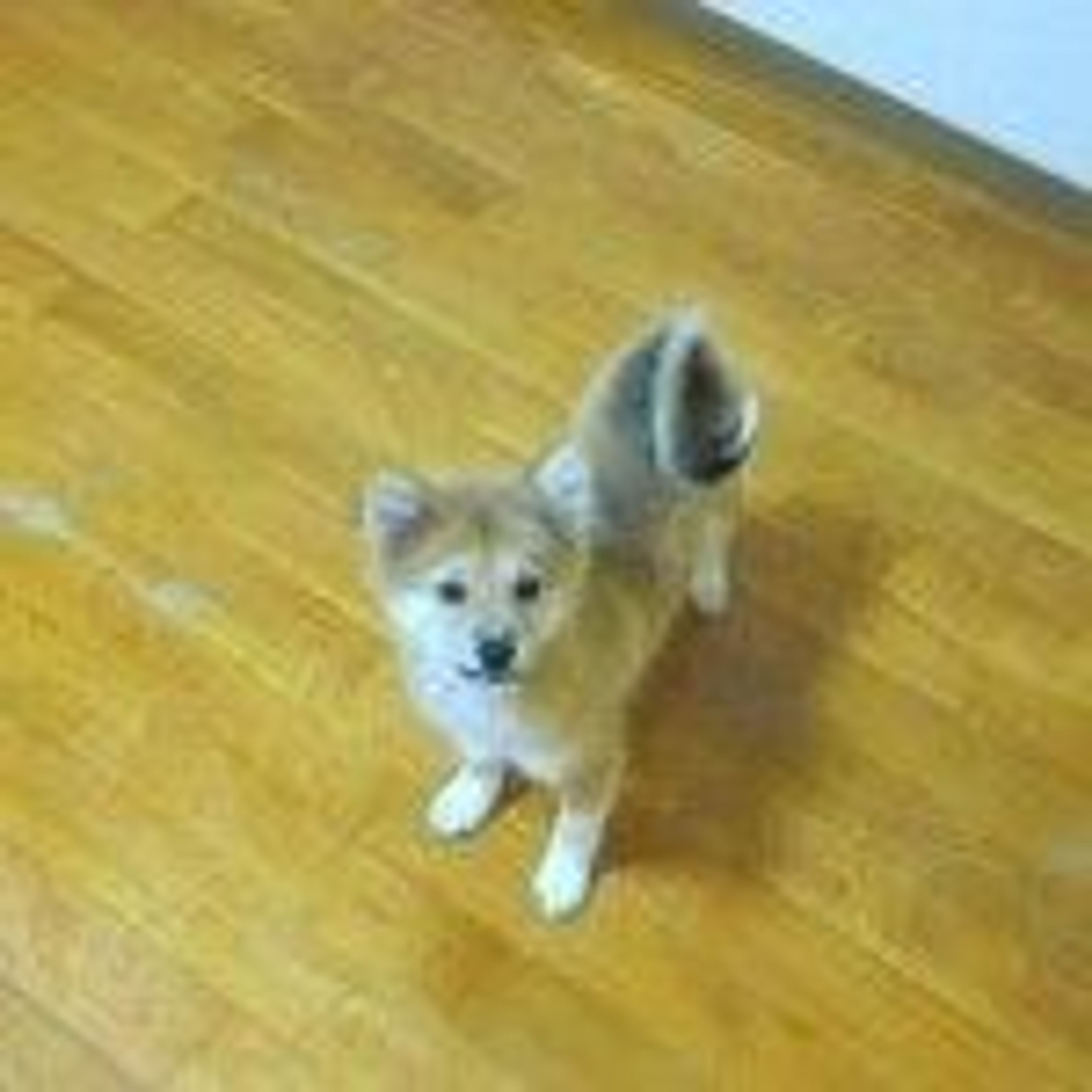 pet-image-3